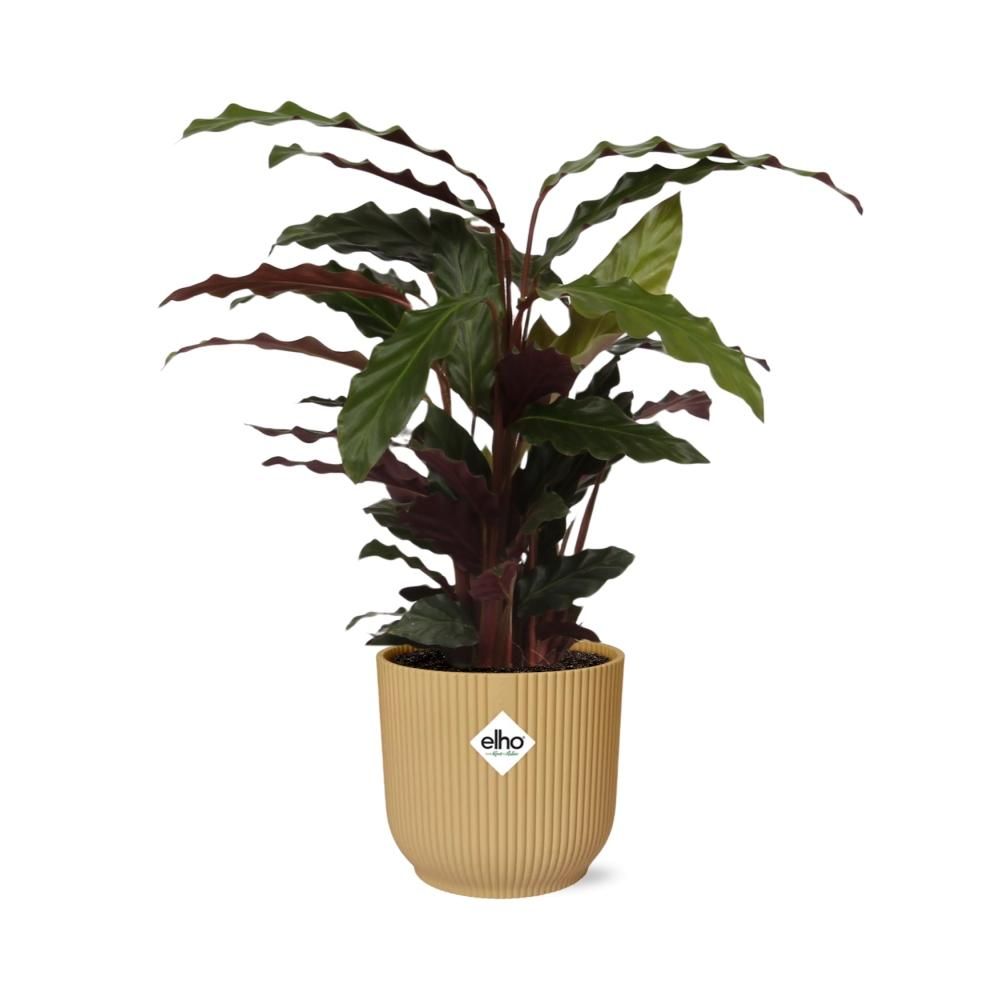 Calathea Rufibarba ‘Tropistar’ in ELHO Vibes Fold 14cm geel (21788)