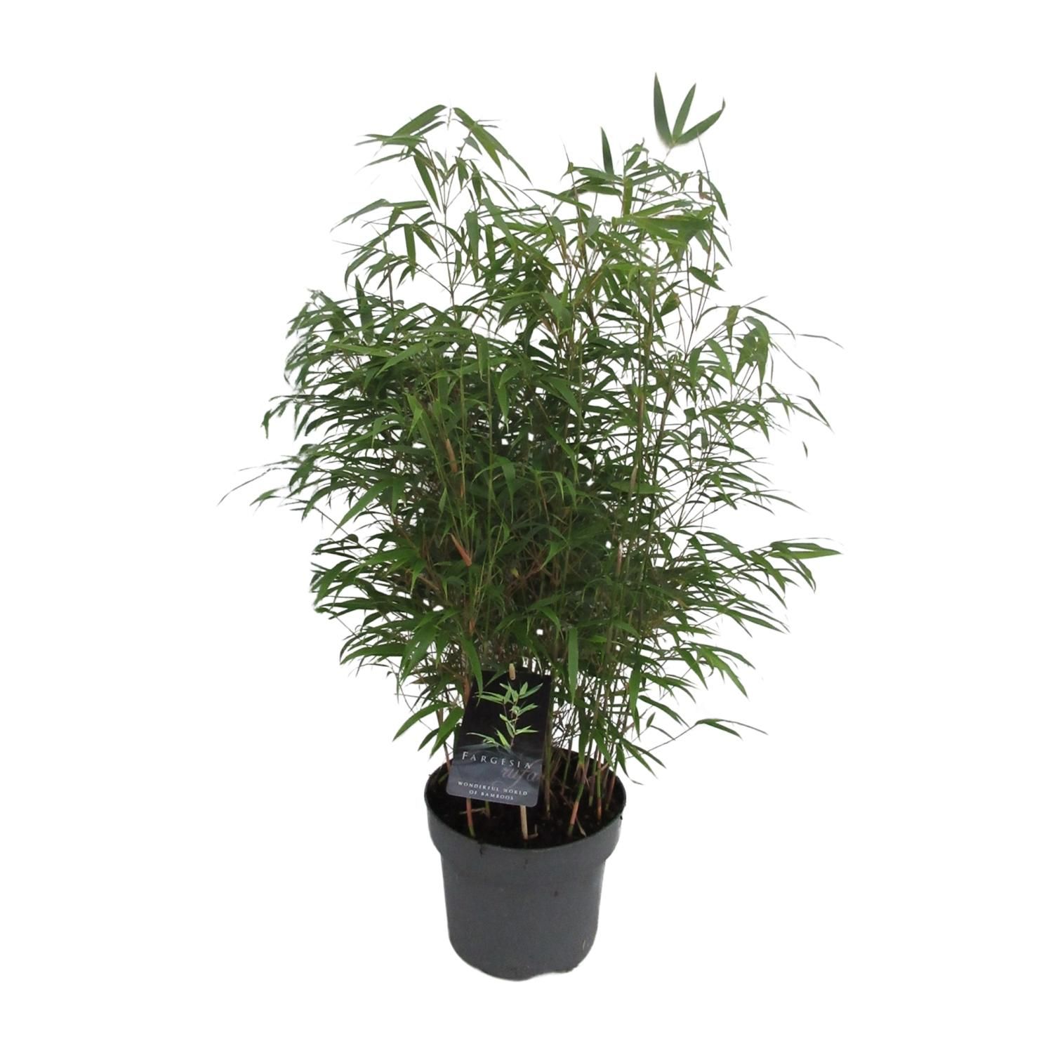 Fargesia Rufa - Woekerende Bamboe (25465)