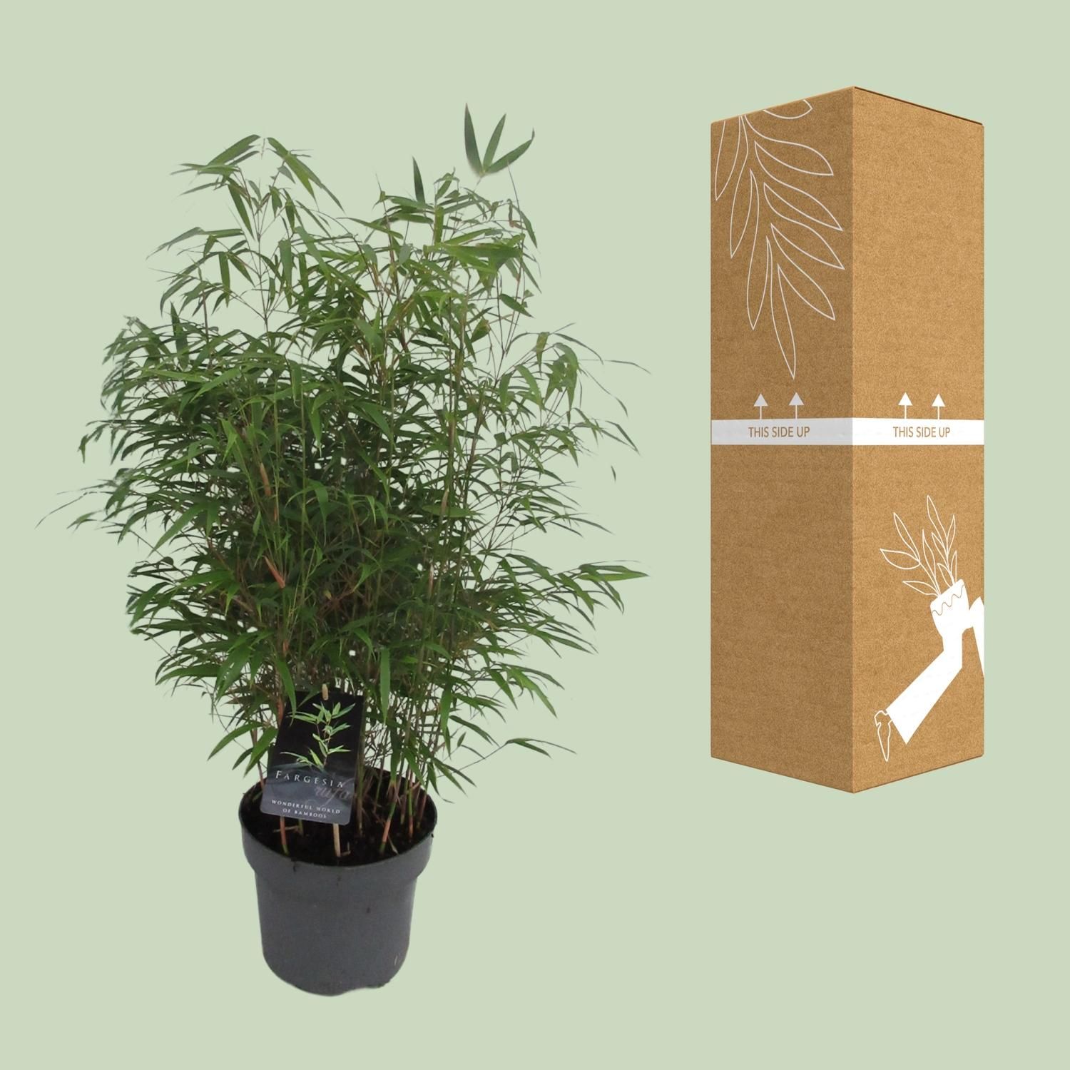 Fargesia Rufa - Woekerende Bamboe (25465)