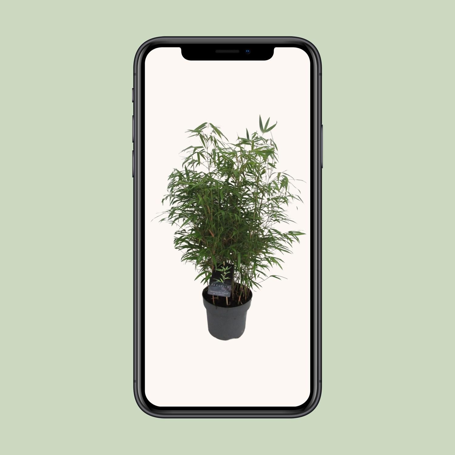 Fargesia Rufa - Woekerende Bamboe (25465)