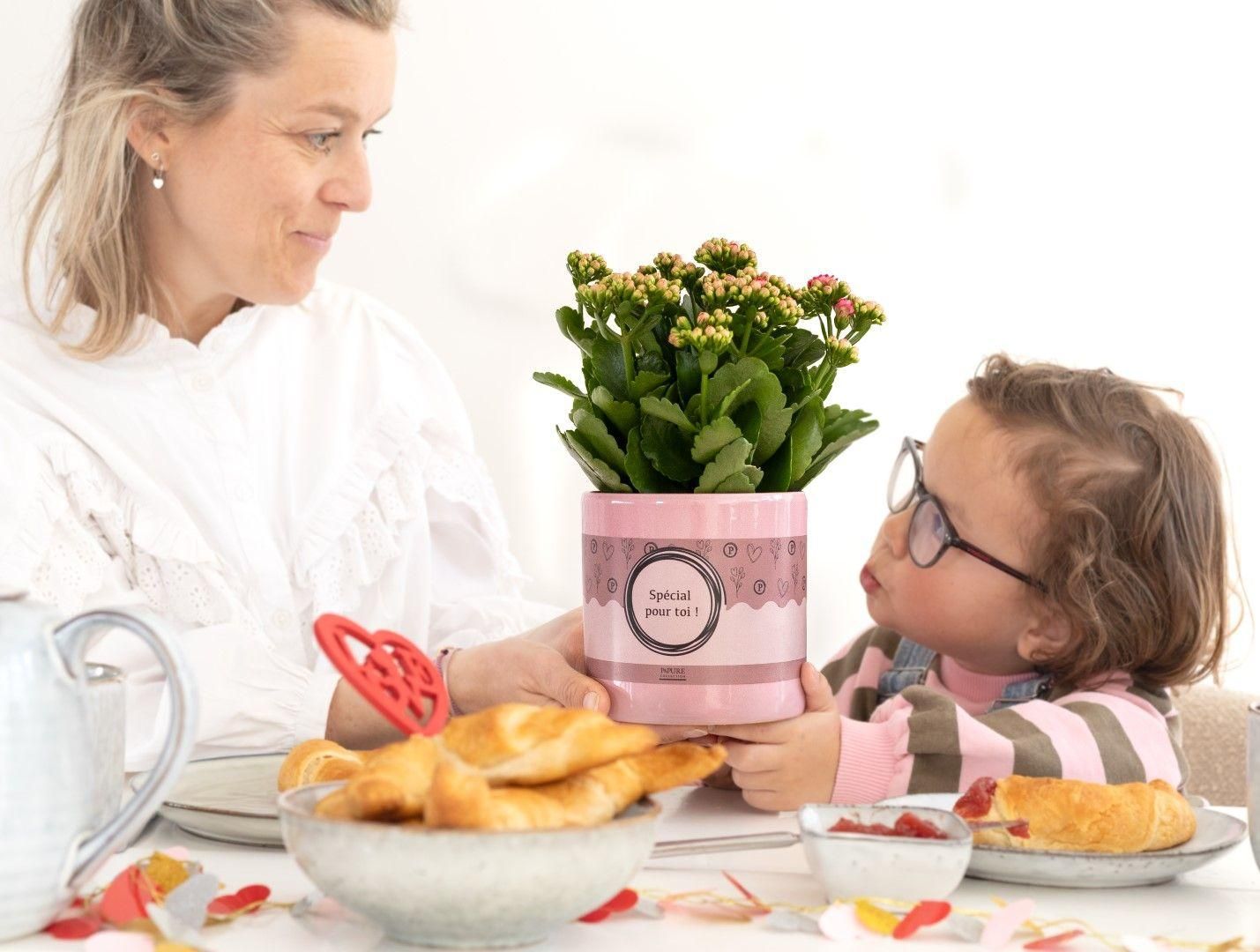 Kalanchoe Pink In P&PURE "SPECIAL POUR TOI" Verpakking (53349)