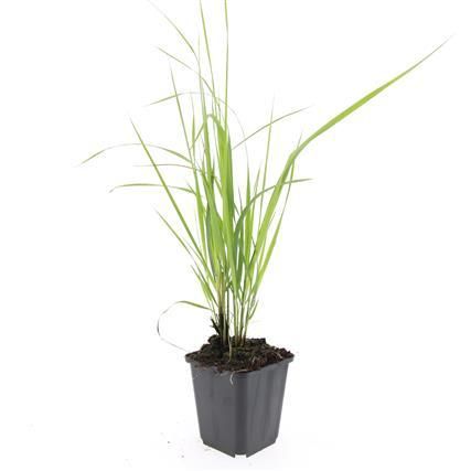 Garden basics 48x Calamagrostis acut. 'Karl Foerster' - ↕10-25cm - Ø9cm (50377)