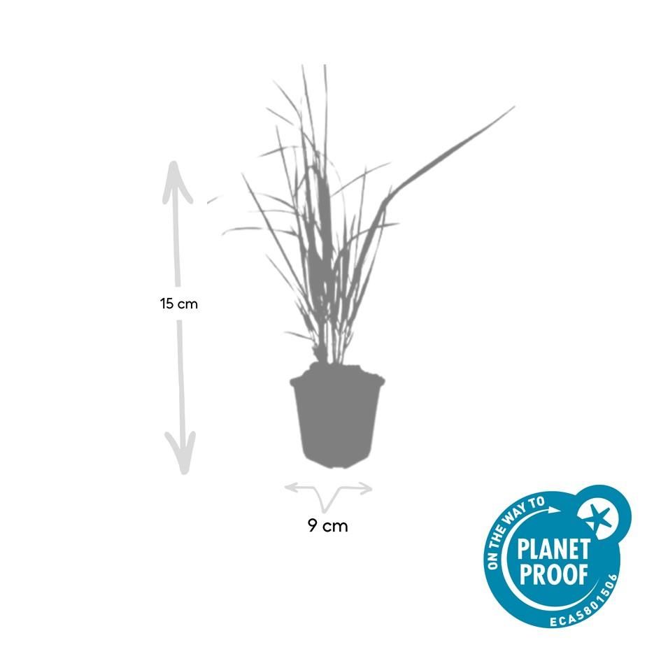 Garden basics 48x Calamagrostis acut. 'Karl Foerster' - ↕10-25cm - Ø9cm (50377)