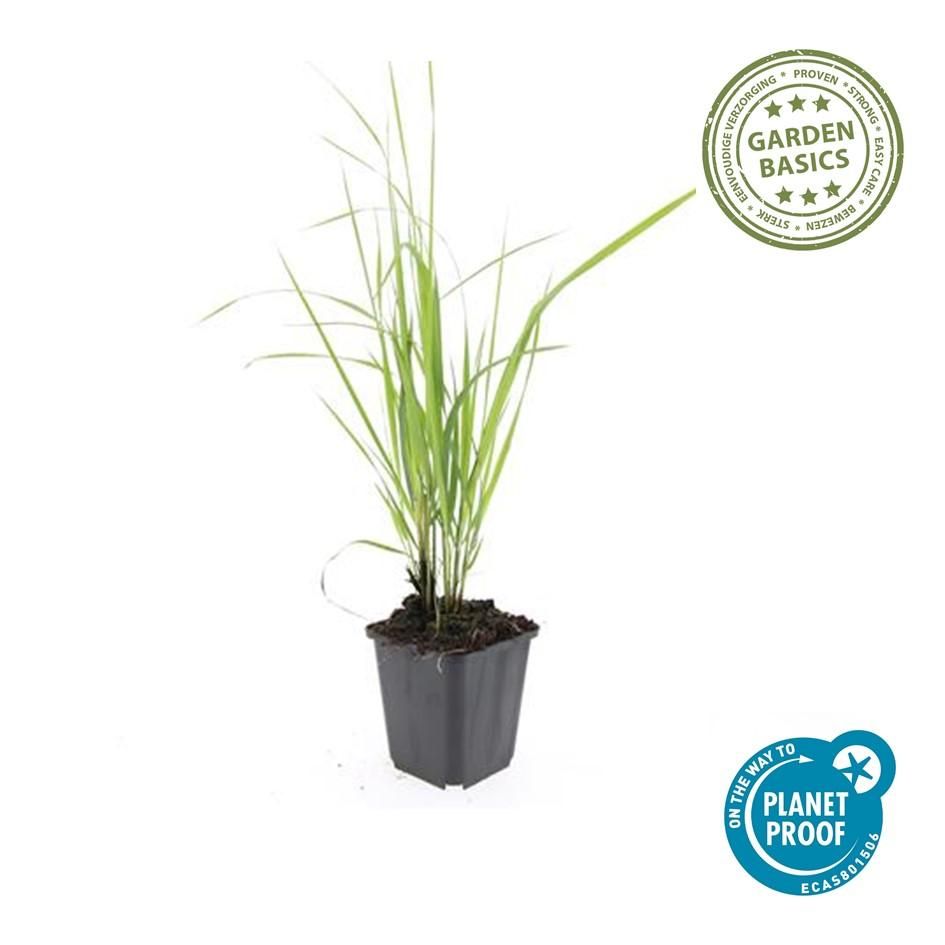Garden basics 48x Calamagrostis acut. 'Karl Foerster' - ↕10-25cm - Ø9cm (50377)