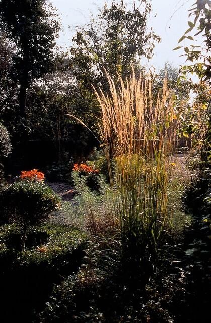 Garden basics 48x Calamagrostis acut. 'Karl Foerster' - ↕10-25cm - Ø9cm (50377)