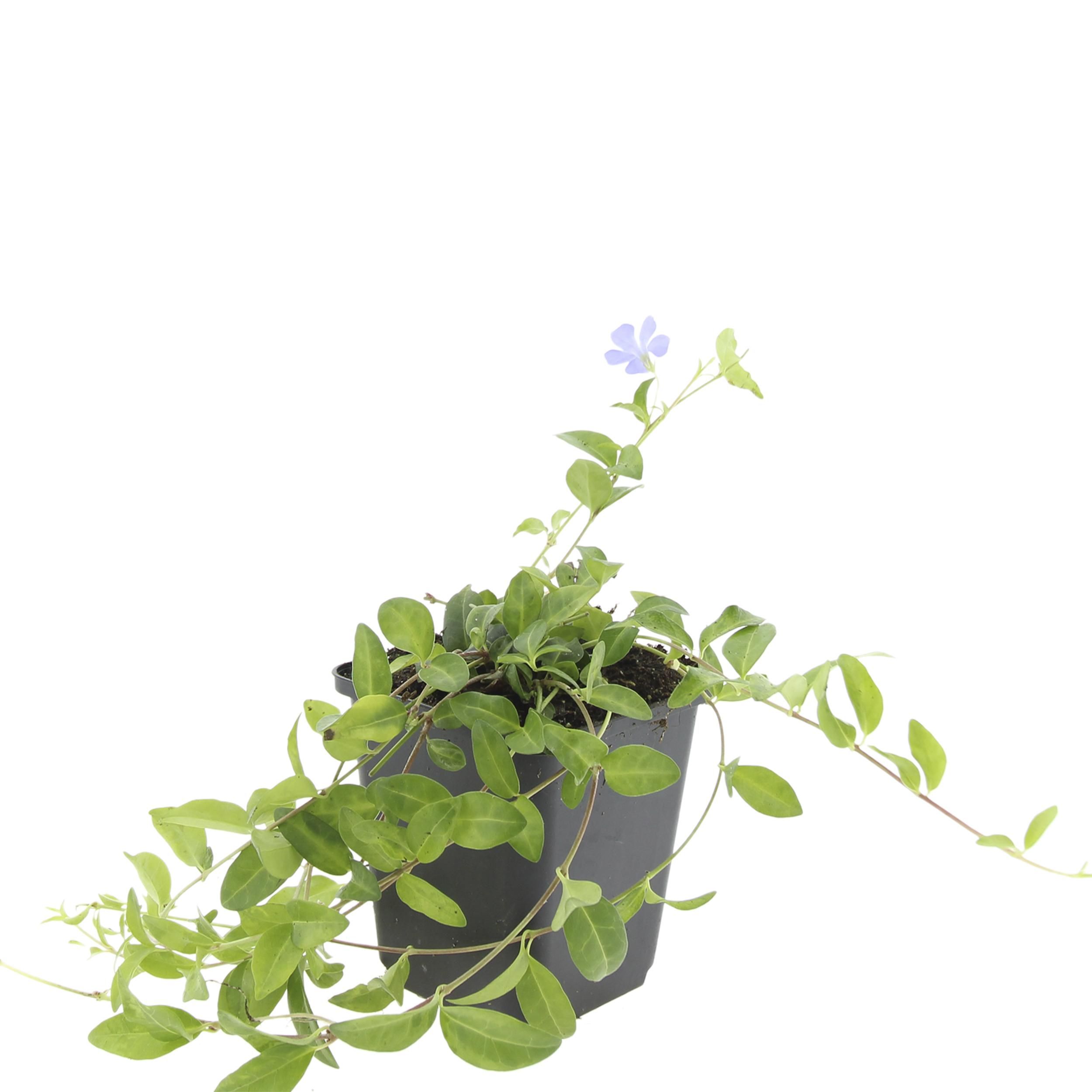 Garden basics 24x Vinca minor - ↕10-25cm - Ø9cm (50348)