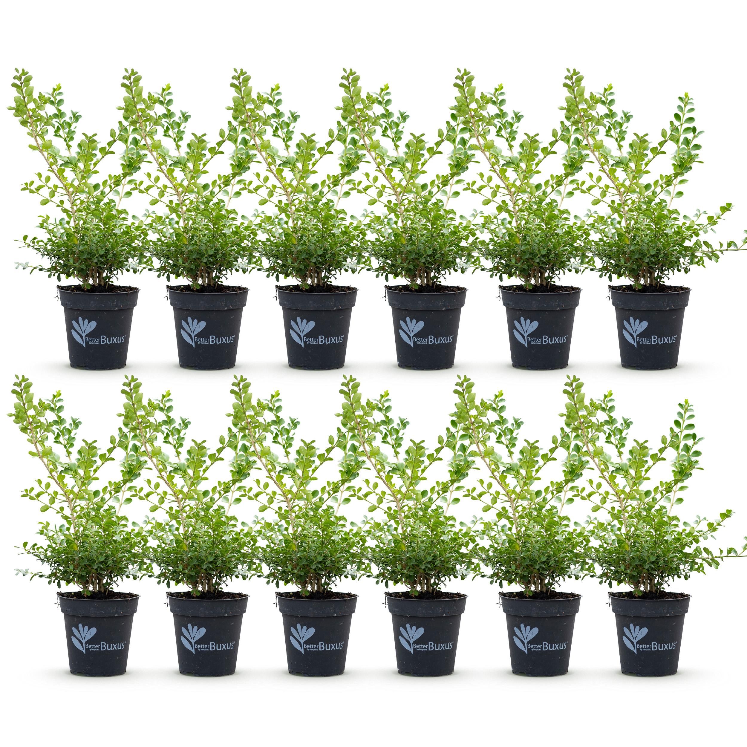 Buxus Haag - BetterBuxus Babylon Beauty - Resistant tegen de Buxus schimmel - 12 planten - 2 strekkende meter - pot 13cm hoogte 30-35 (8720862103559)