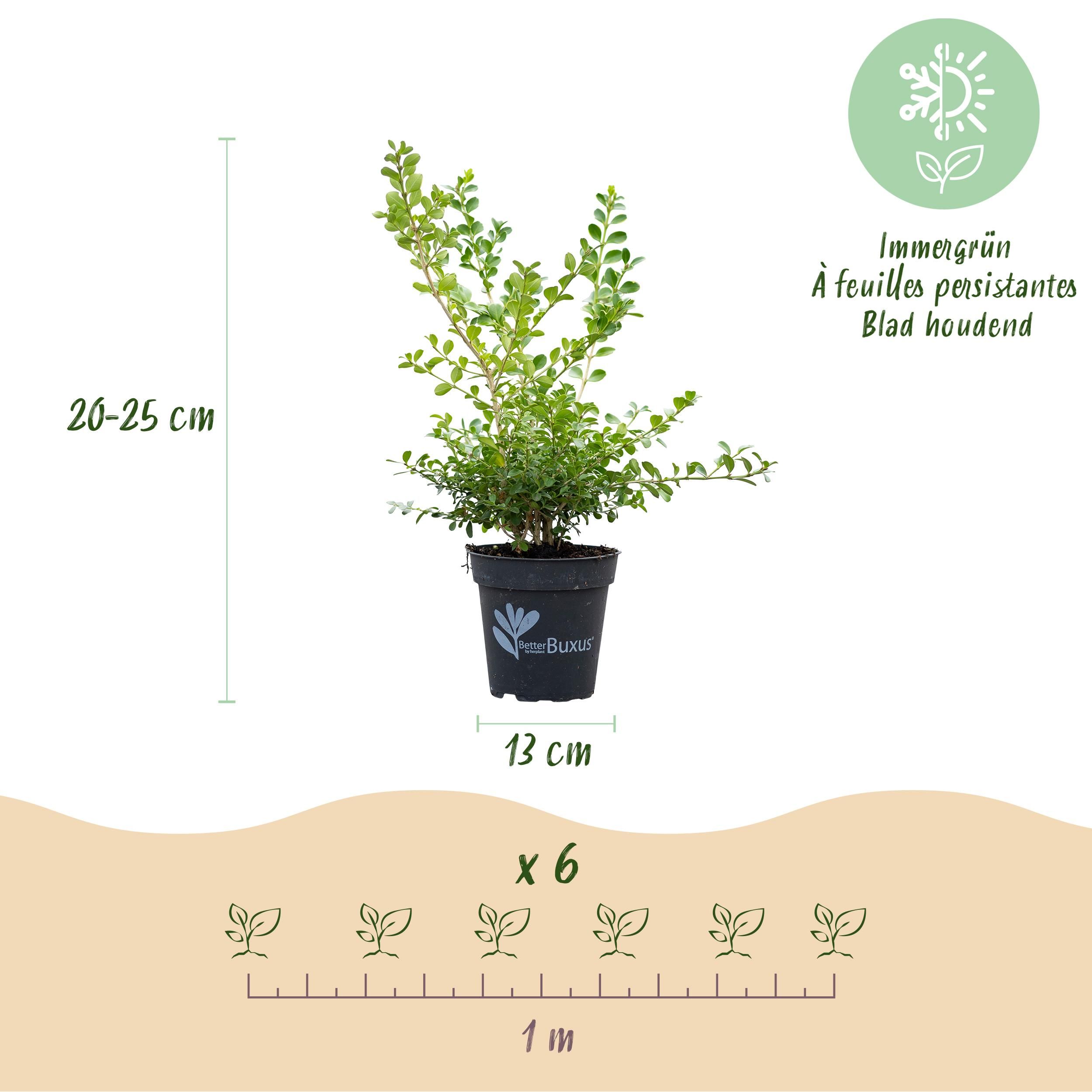 Buxus Haag - BetterBuxus Babylon Beauty - Resistant tegen de Buxus schimmel - 12 planten - 2 strekkende meter - pot 13cm hoogte 30-35 (8720862103559)
