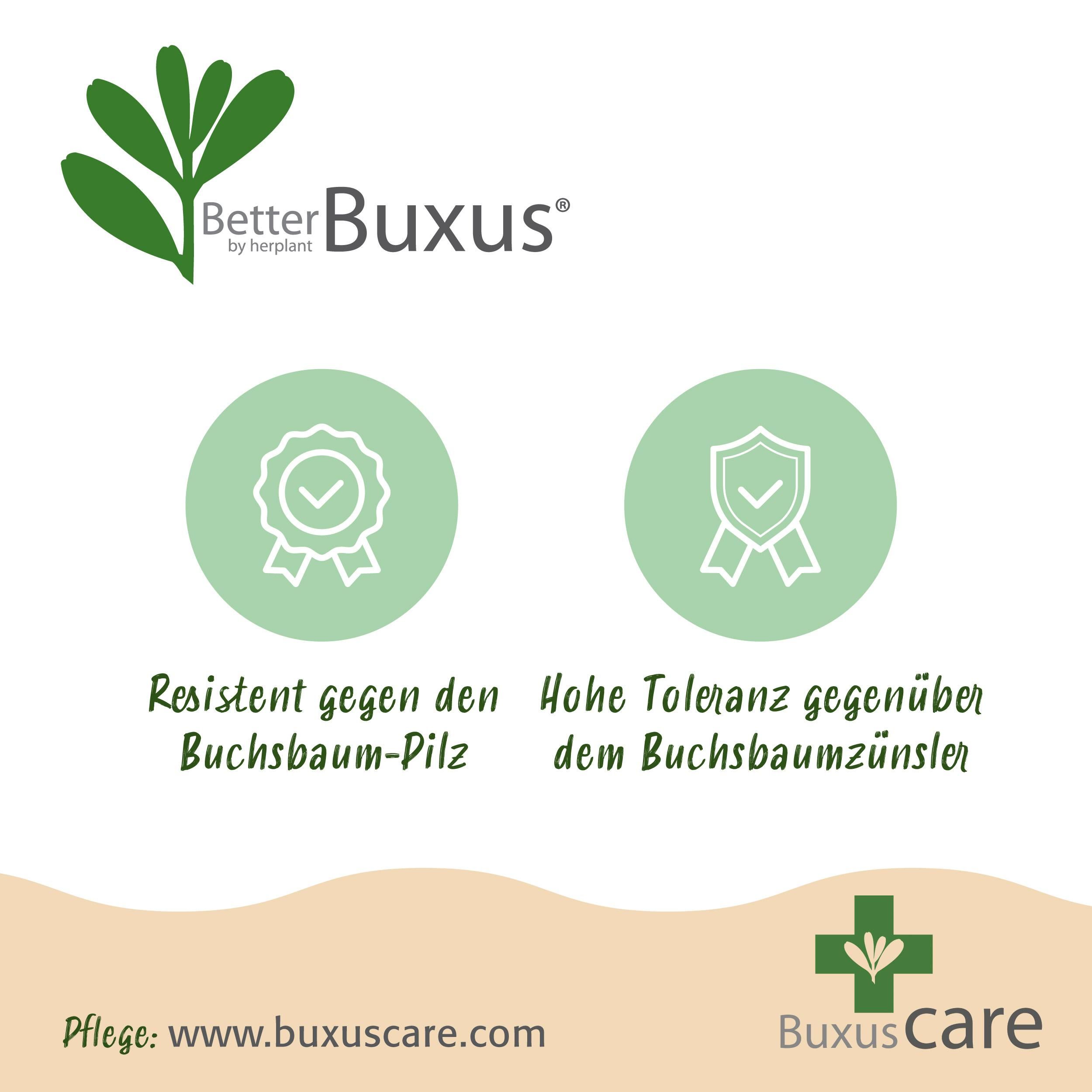 Buxus Haag - BetterBuxus Babylon Beauty - Resistant tegen de Buxus schimmel - 12 planten - 2 strekkende meter - pot 13cm hoogte 30-35 (8720862103559)