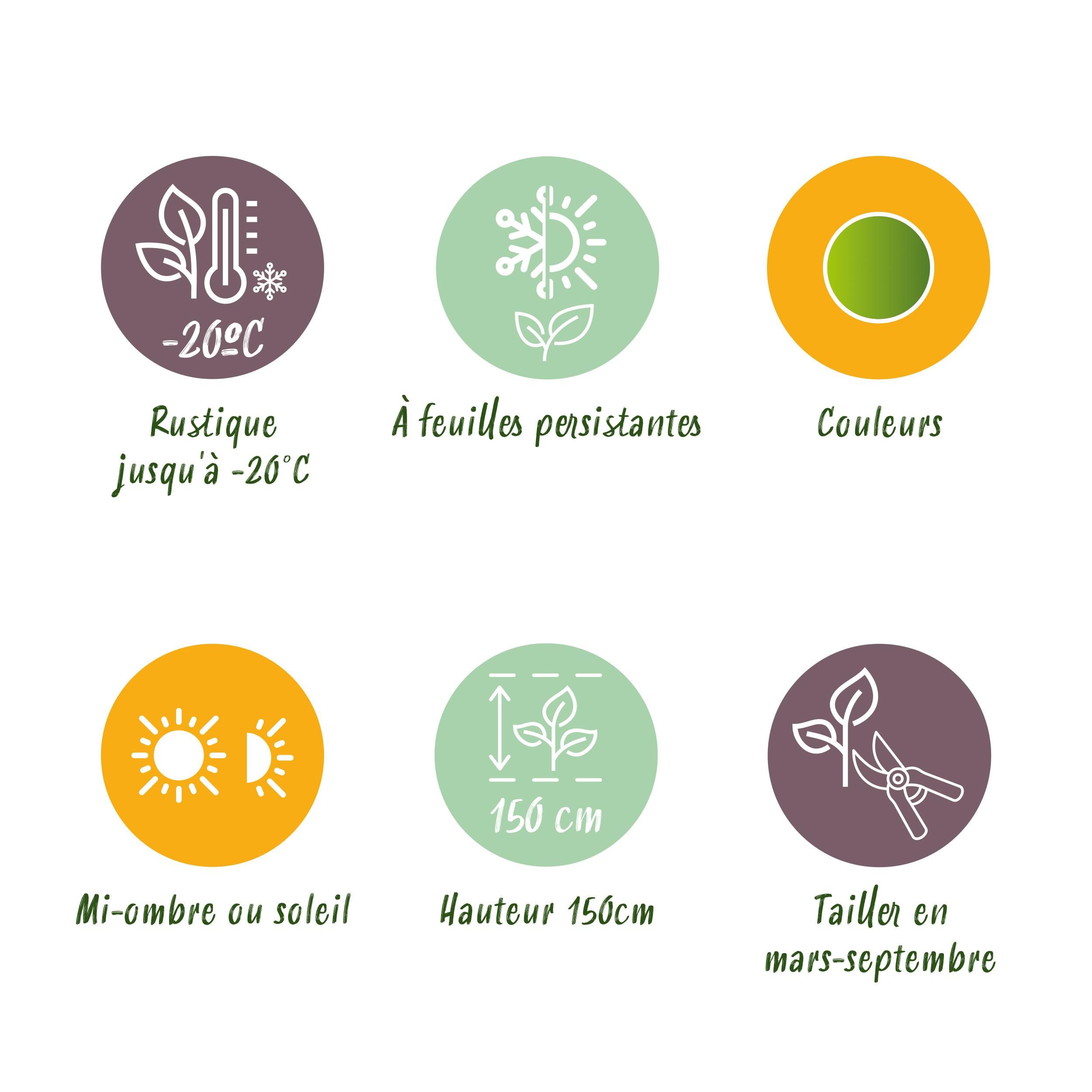 Buxus Haag - BetterBuxus Babylon Beauty - Resistant tegen de Buxus schimmel - 12 planten - 2 strekkende meter - pot 13cm hoogte 30-35 (8720862103559)