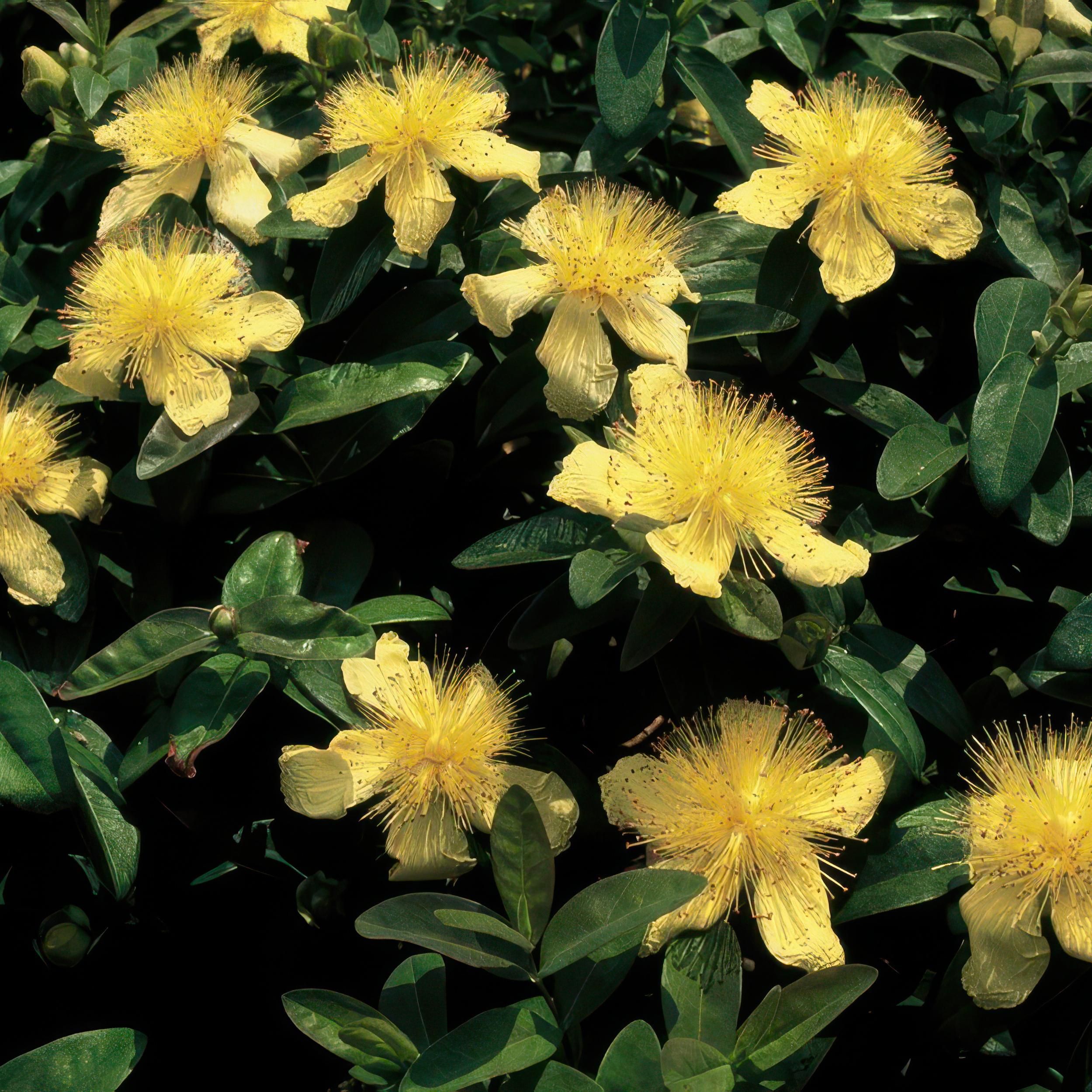 Garden basics 24x Hypericum calycinum - ↕10-25cm - Ø9cm (50328)