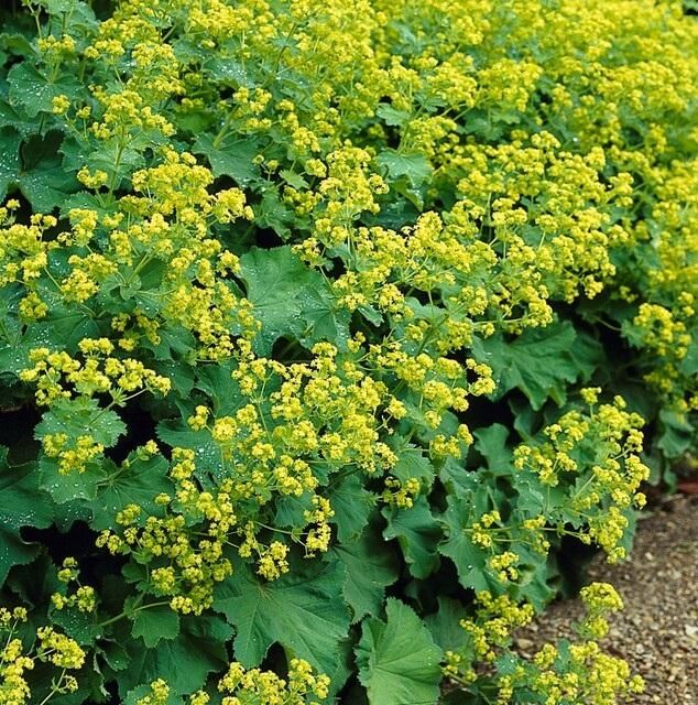 Garden basics 48x Alchemilla mollis - ↕10-25cm - Ø9cm (50275)