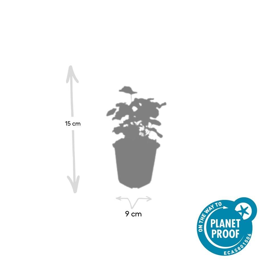 Garden basics 48x Alchemilla mollis - ↕10-25cm - Ø9cm (50275)