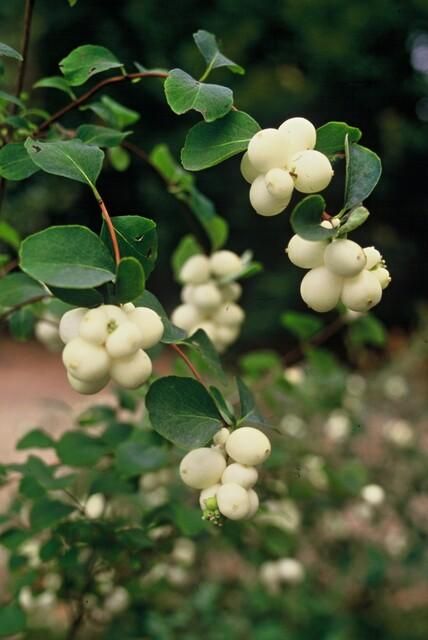 Garden basics 6x Symphoricarpos ch. 'Hancock' - ↕10-25cm - Ø9cm (48000)