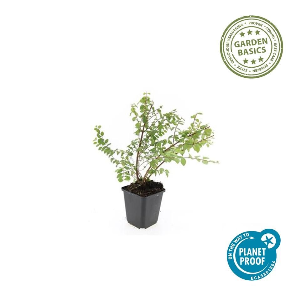 Garden basics 6x Symphoricarpos ch. 'Hancock' - ↕10-25cm - Ø9cm (48000)