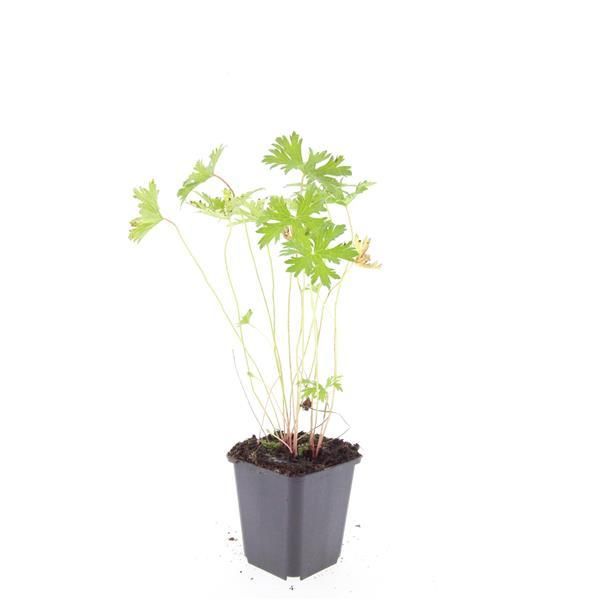 Garden basics 48x Geranium 'Johnson's Blue' - ↕10-25cm - Ø9cm (50421)