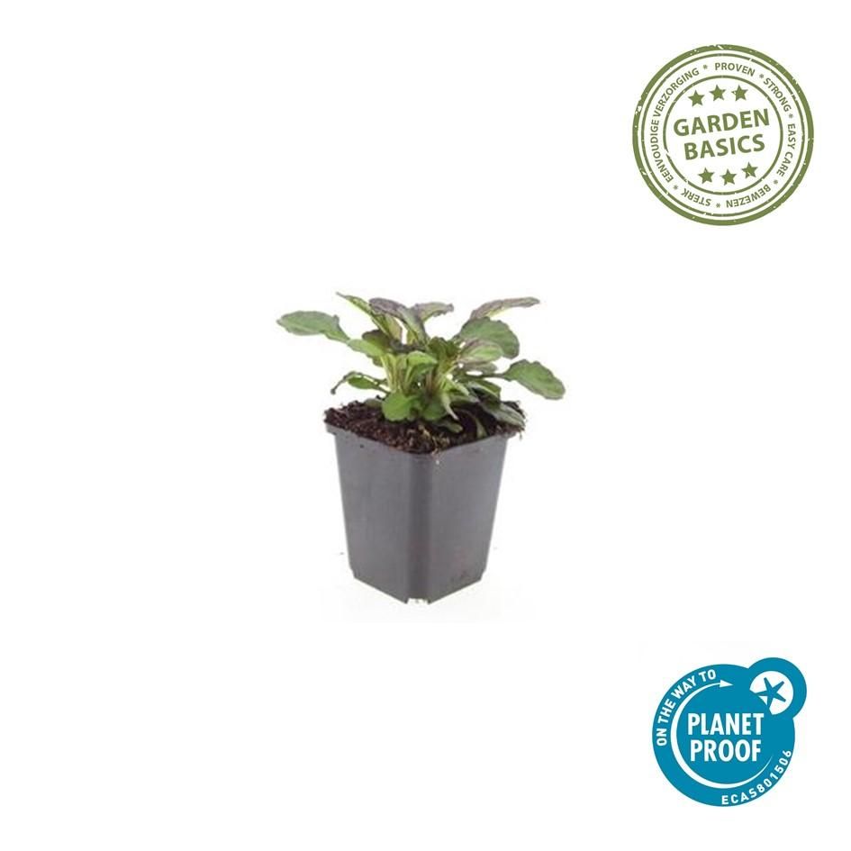 Garden basics 24x Ajuga reptans 'Catlin's Giant' - ↕10-25cm - Ø9cm (50362)