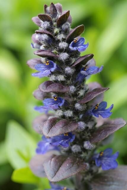 Garden basics 24x Ajuga reptans 'Catlin's Giant' - ↕10-25cm - Ø9cm (50362)