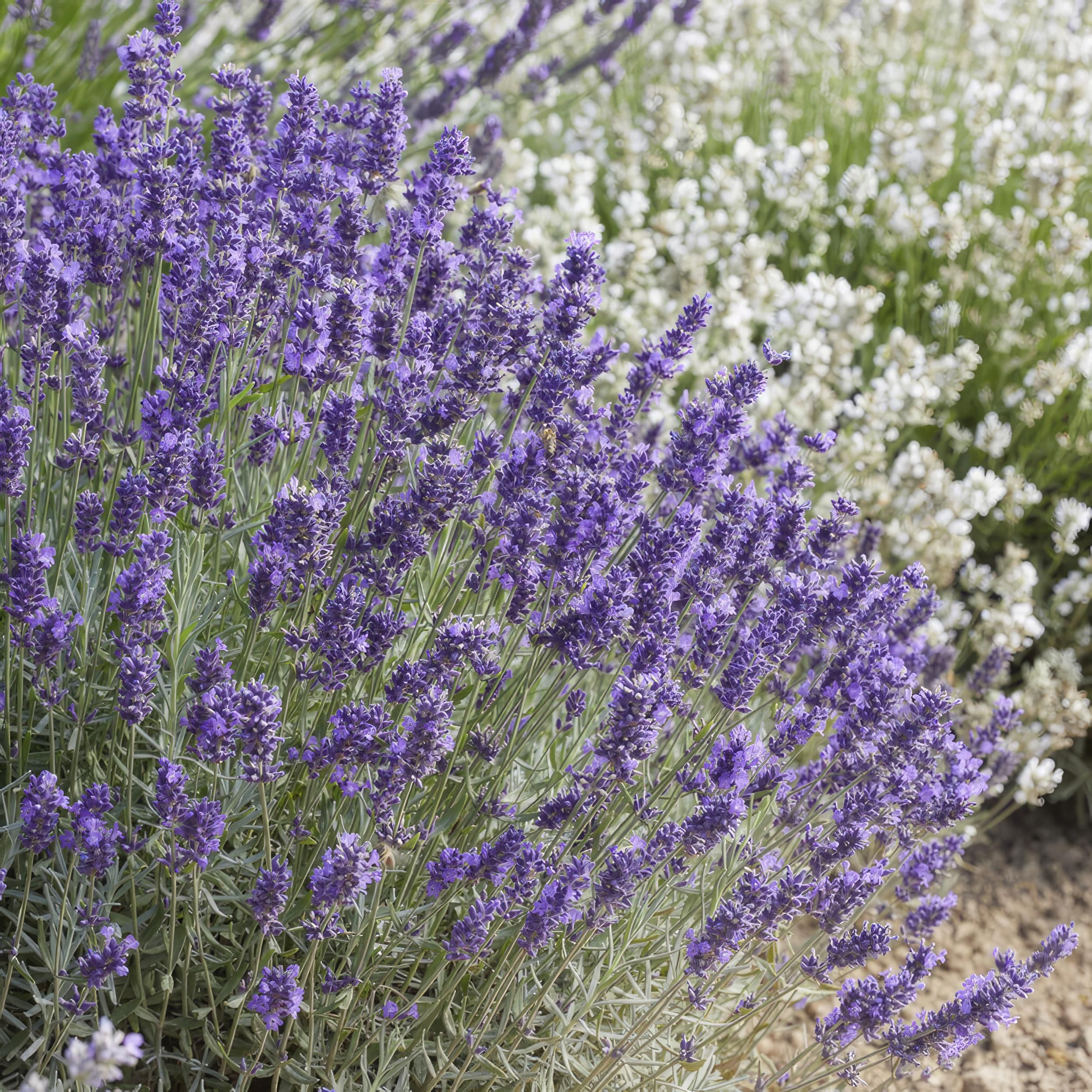 Garden basics 60x Lavandula 'Hidcote' - ↕10-25cm - Ø9cm (46948)