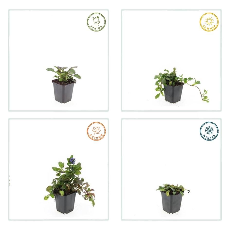 Garden basics 48x Ajuga reptans 'Catlin's Giant' - ↕10-25cm - Ø9cm (50363)