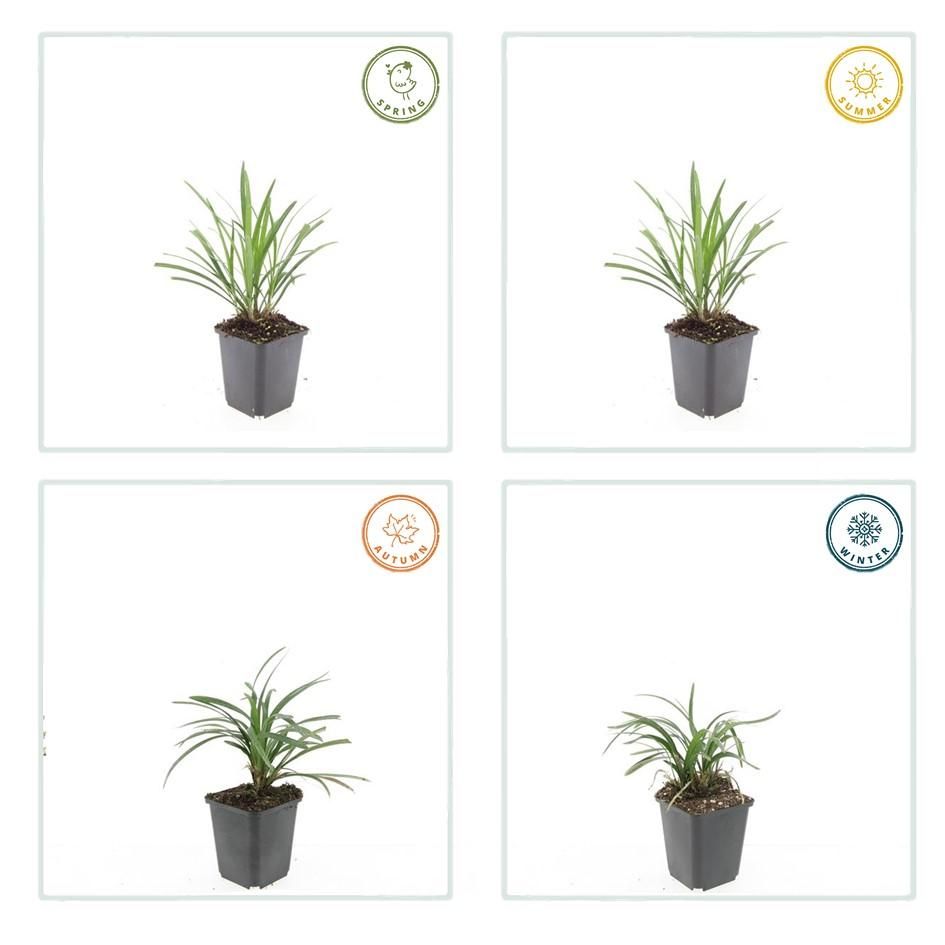 Garden basics 12x Liriope muscari 'Ingwersen' - ↕10-25cm - Ø9cm (47897)