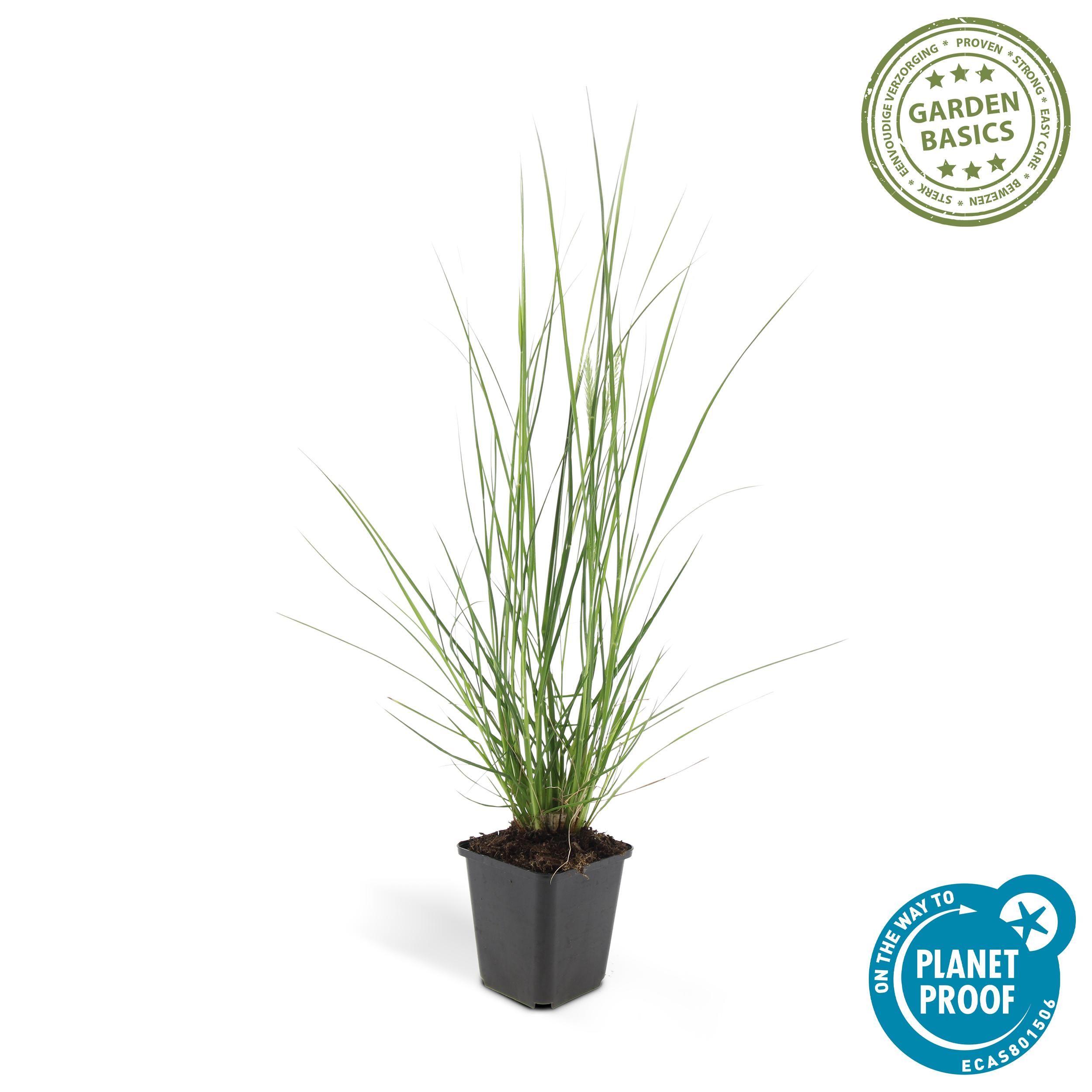 Garden basics 6x Pennisetum alopecuroides 'Hameln' - ↕10-25cm - Ø9cm (46980)