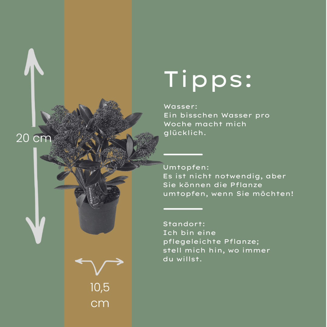 Premium basics Set van 3 Skimmia 'Rubella' – Ø10,5 cm – ↨ 20-25 cm (54895)