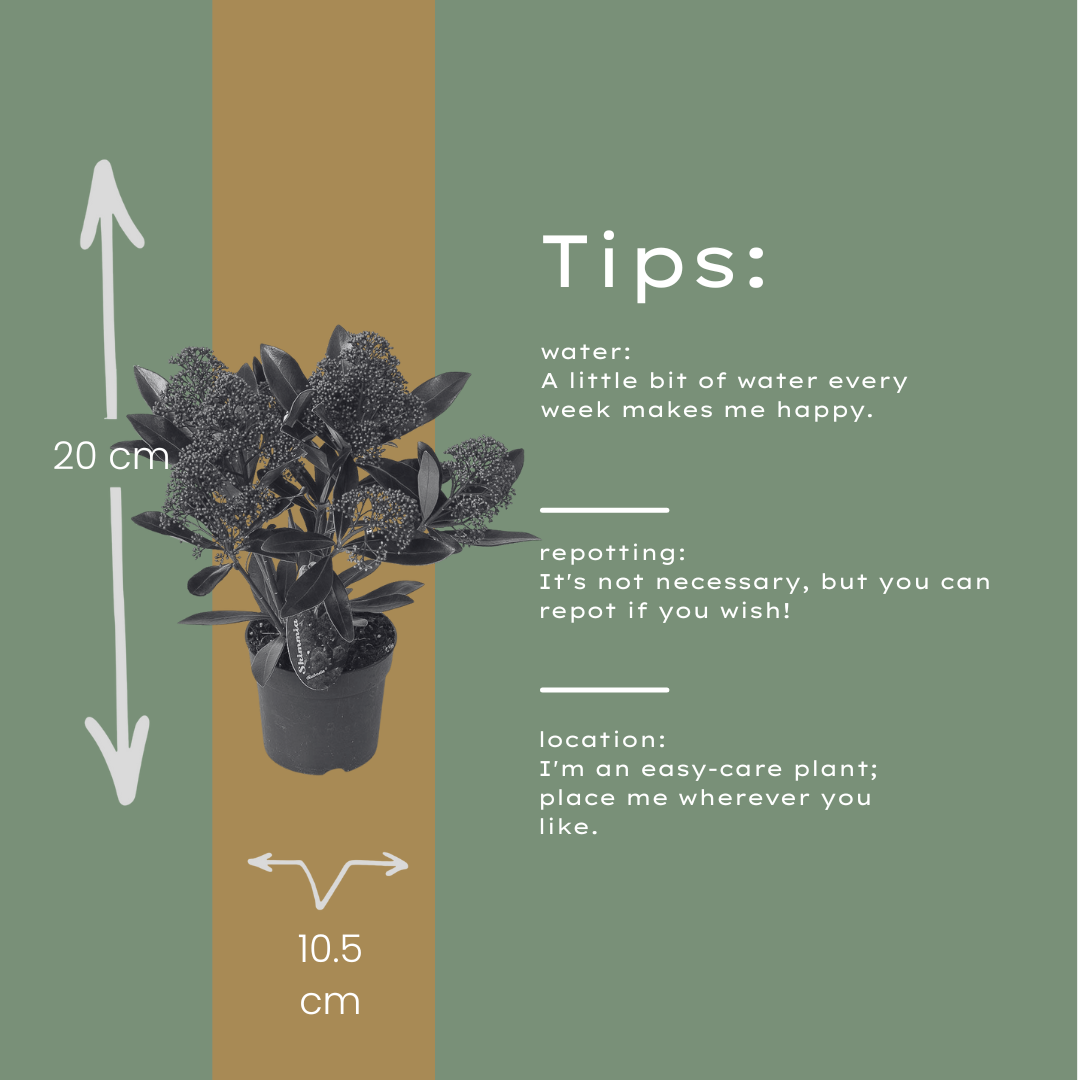 Premium basics Set van 3 Skimmia 'Rubella' – Ø10,5 cm – ↨ 20-25 cm (54895)