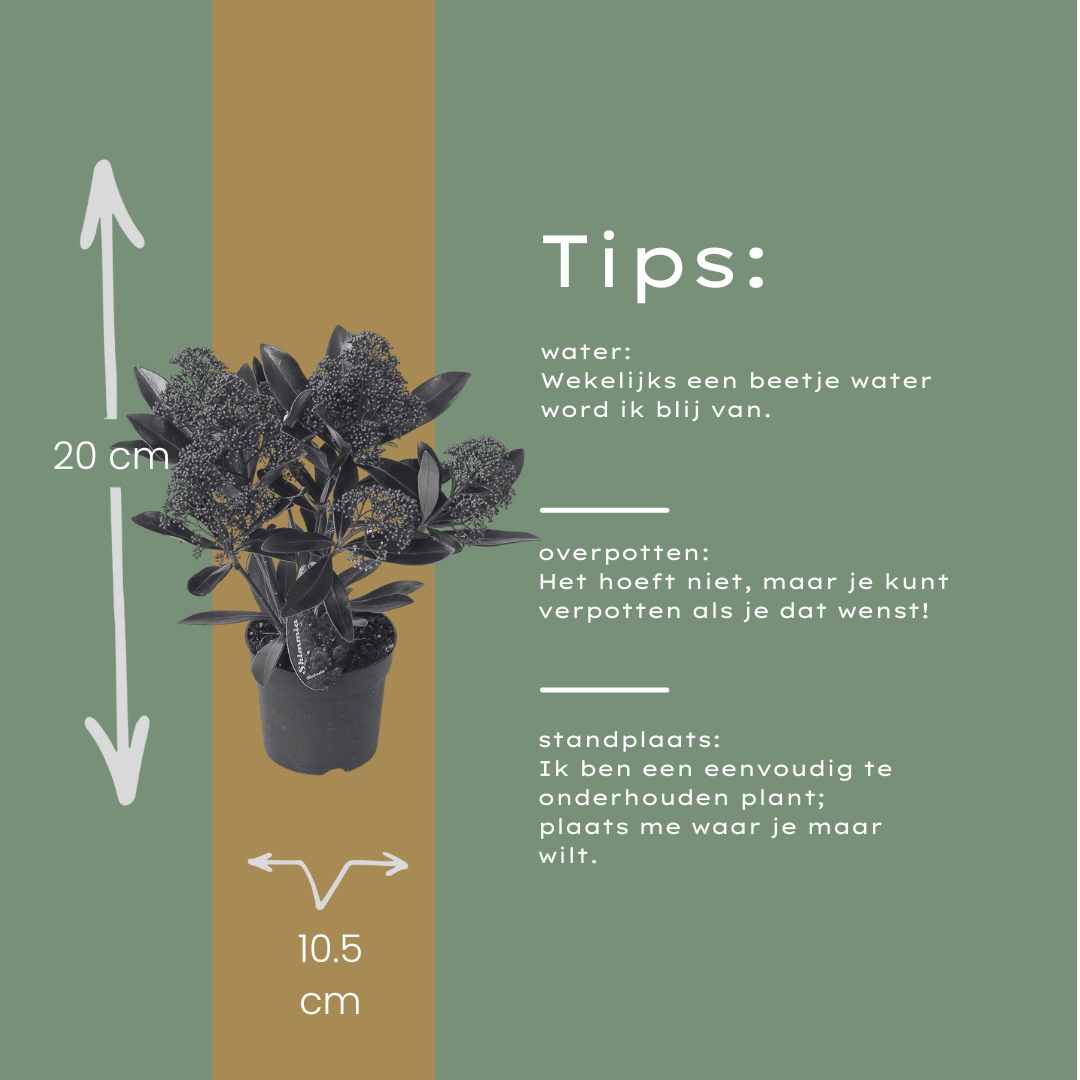 Premium basics Set van 3 Skimmia 'Rubella' – Ø10,5 cm – ↨ 20-25 cm (54895)