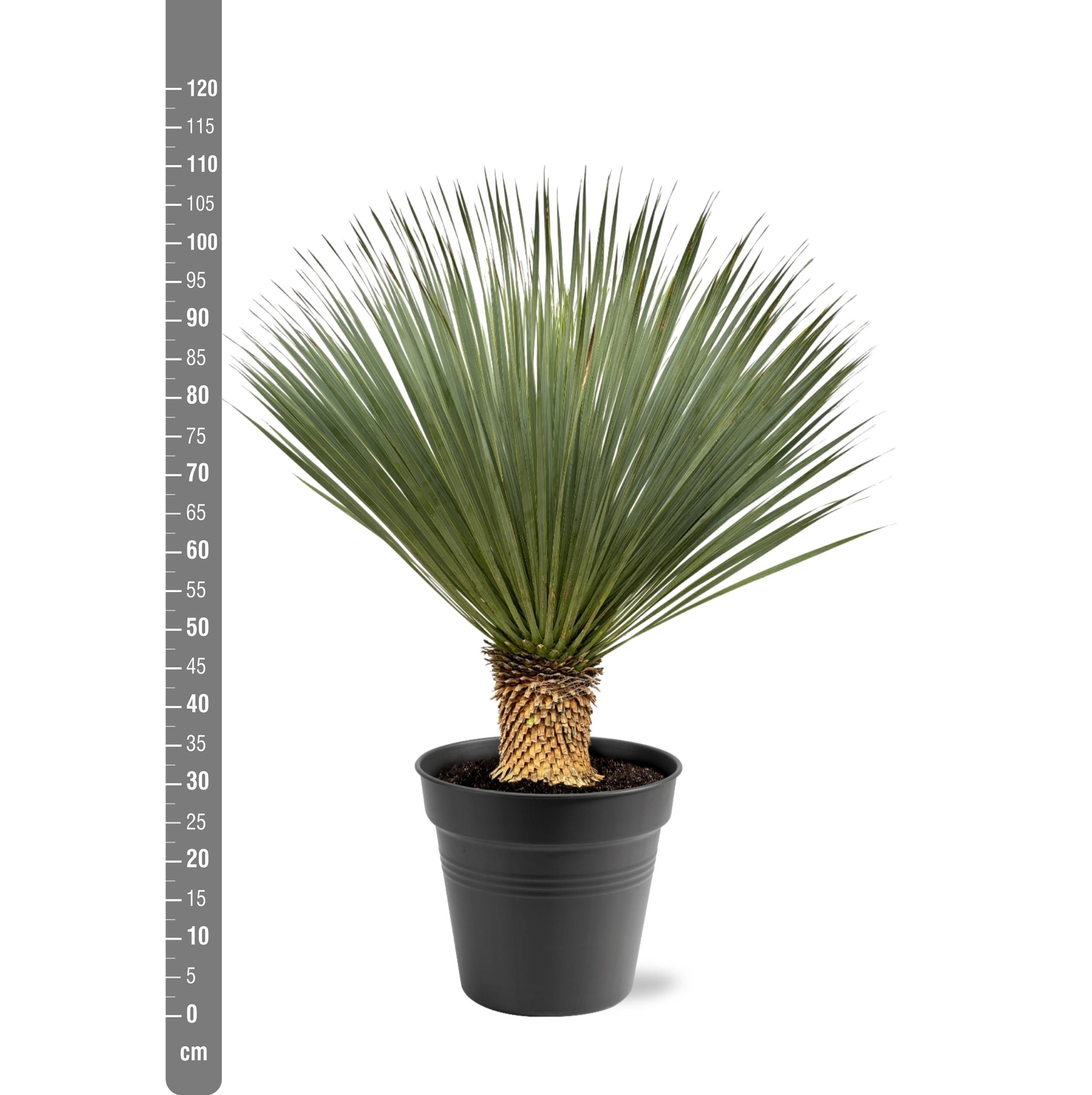 Yucca Rostrata - 100 - 120 cm - Ø40 (47177)