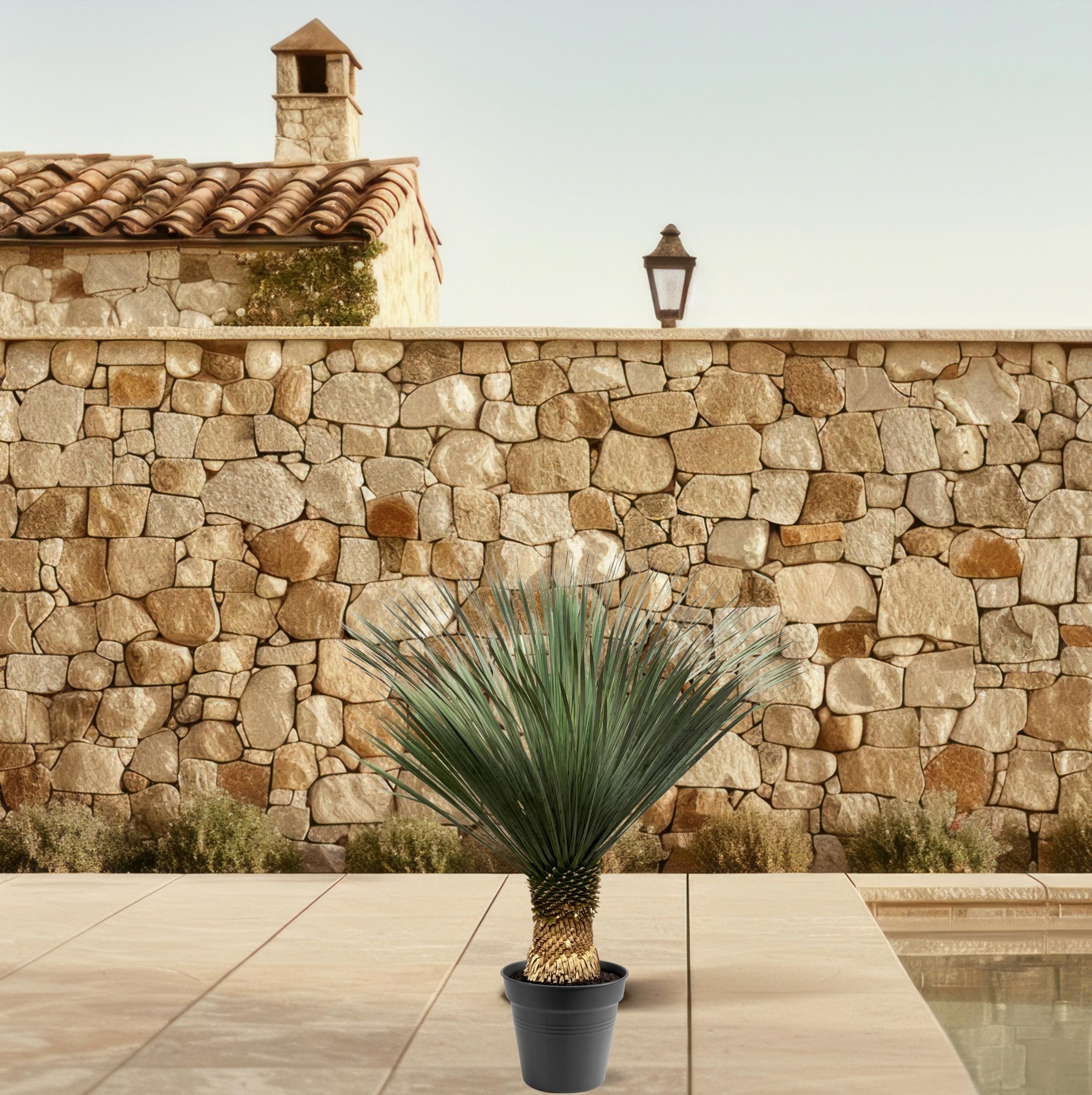 Yucca Rostrata - 100 - 120 cm - Ø40 (47177)
