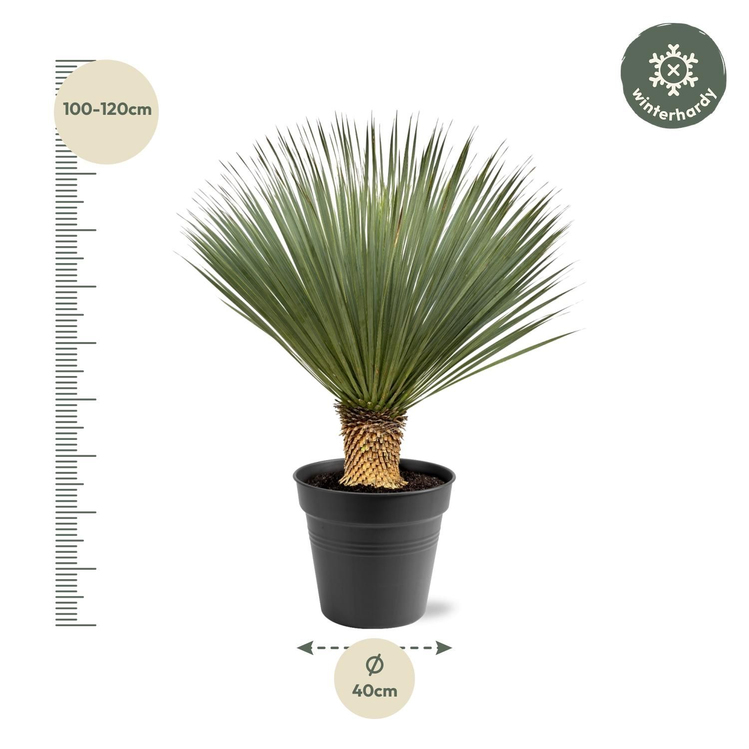 Yucca Rostrata - 100 - 120 cm - Ø40 (47177)