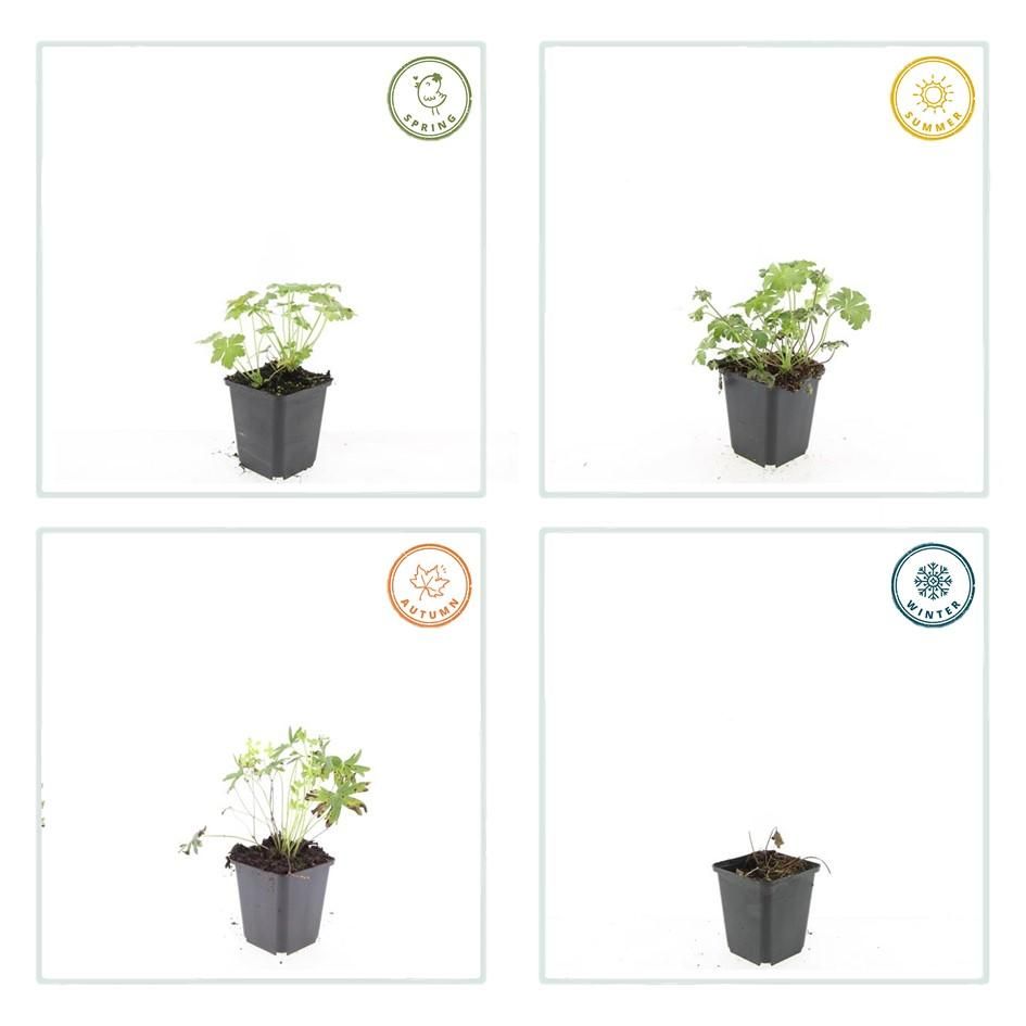 Garden basics 12x Geranium sang. 'Album' - ↕10-25cm - Ø9cm (47812)