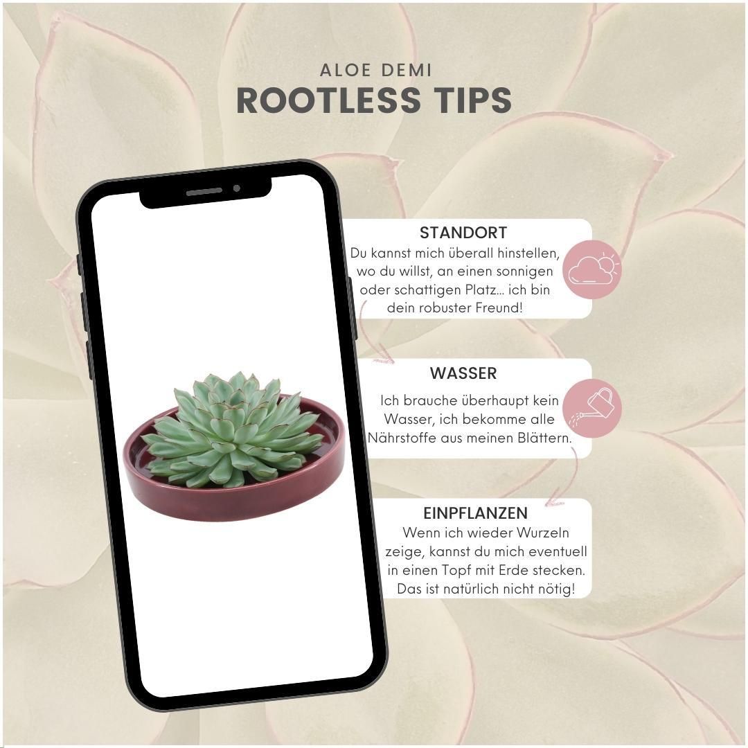 Rootless by aloe demi ROOTLESS Succulent Echeveria Pulidonis in schaal 'rood' Ø20 cm (8721001420155)