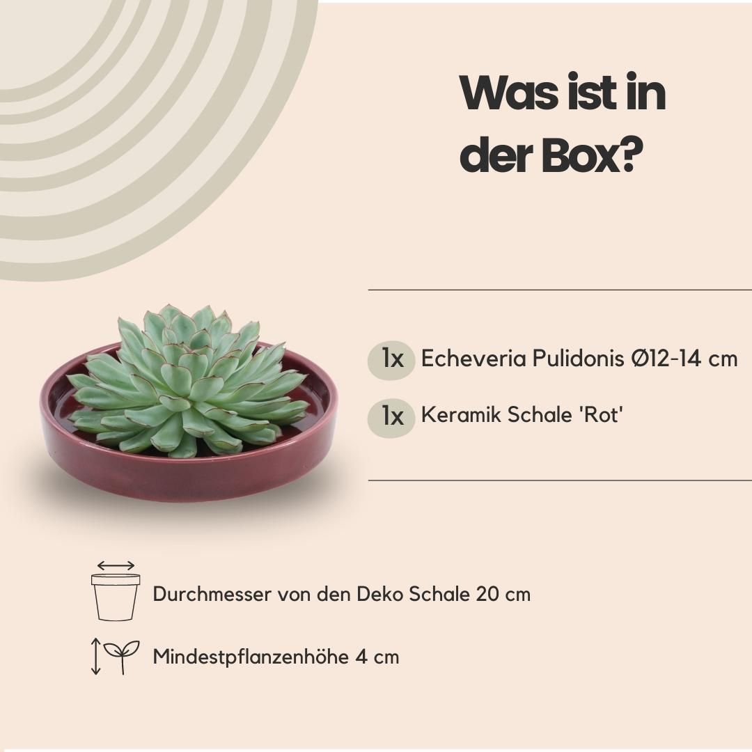 Rootless by aloe demi ROOTLESS Succulent Echeveria Pulidonis in schaal 'rood' Ø20 cm (8721001420155)