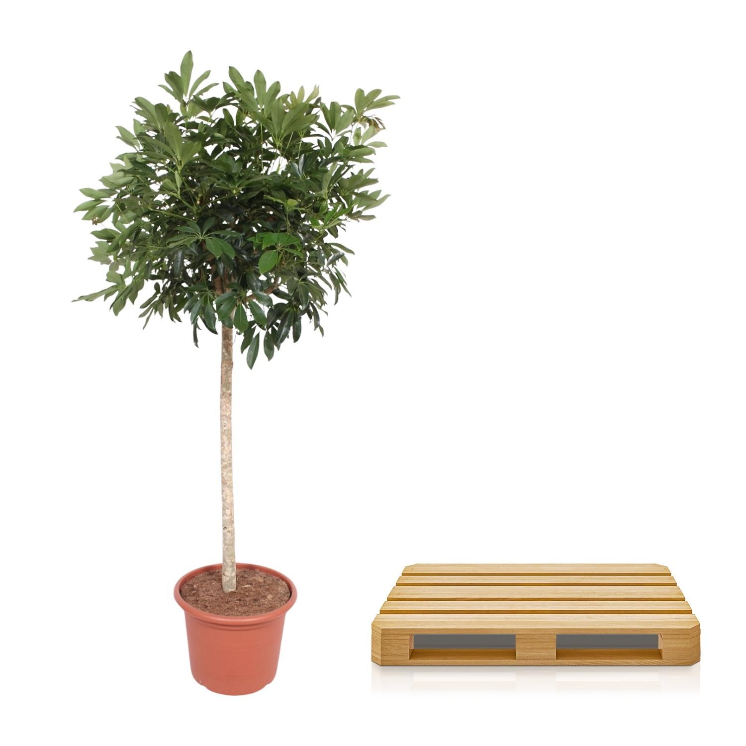 Schefflera Arboricola Compacta boom - 190 cm - ø45 (8721055691440)