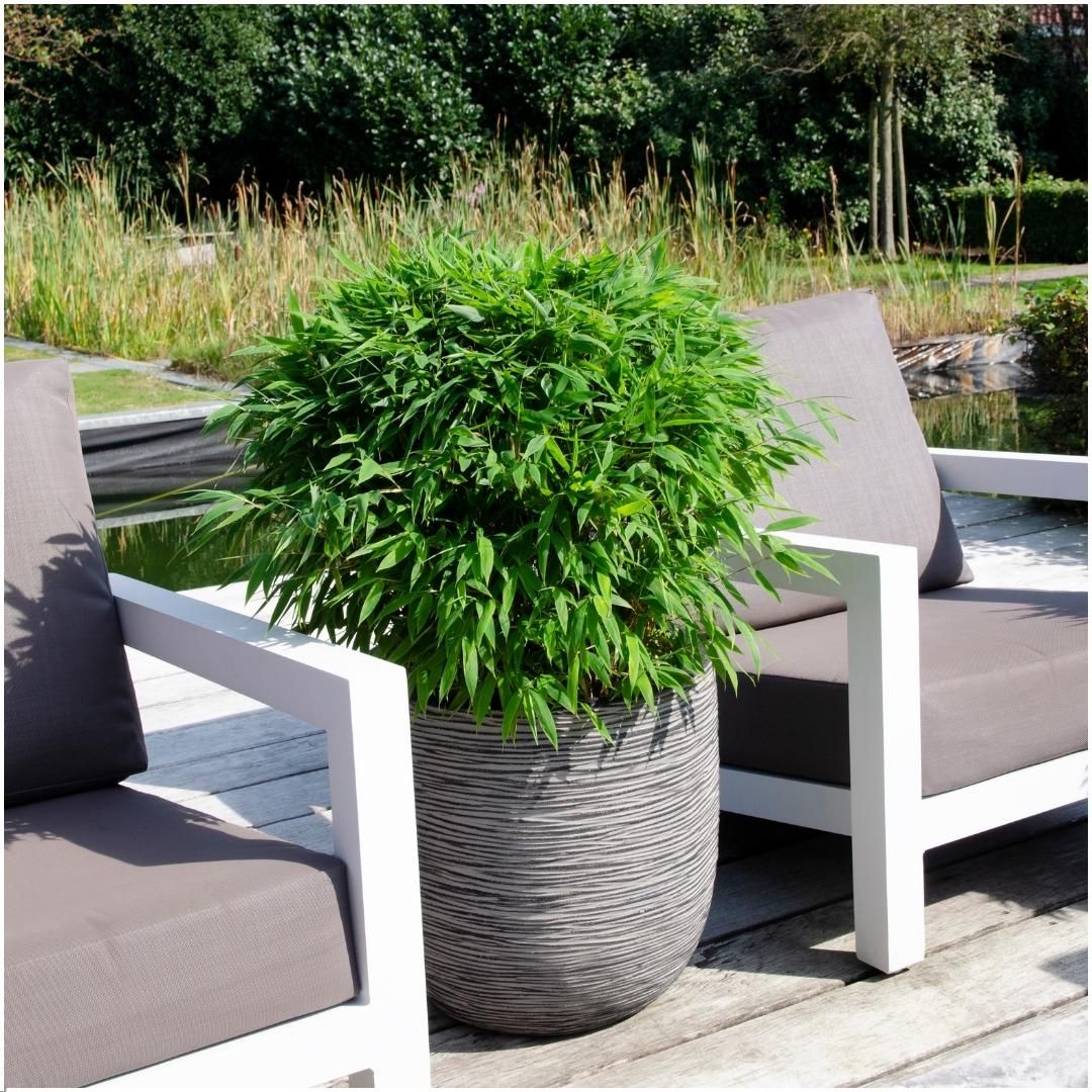 My perfect garden 1 x Fargesia moontears 'Boobux XL - Ø 29 cm - ↨ 70 cm (8721001421565)