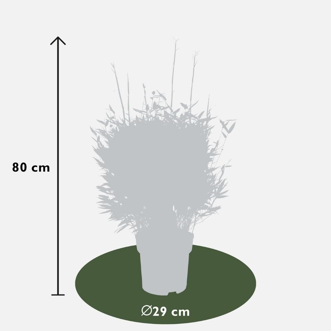My perfect garden 1 x Fargesia moontears 'Boobux XL - Ø 29 cm - ↨ 70 cm (8721001421565)