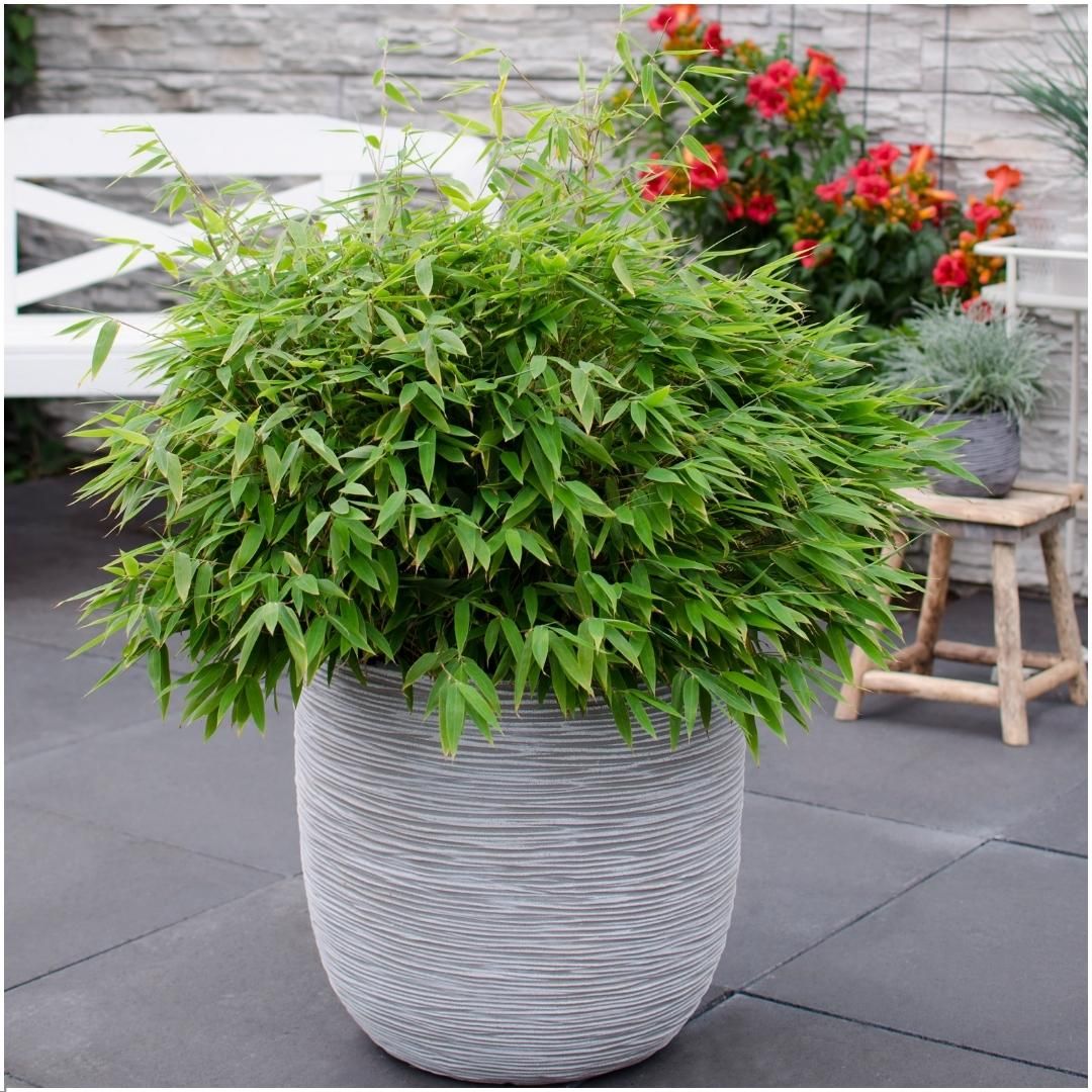 My perfect garden 1 x Fargesia moontears 'Boobux XL - Ø 29 cm - ↨ 70 cm (8721001421565)