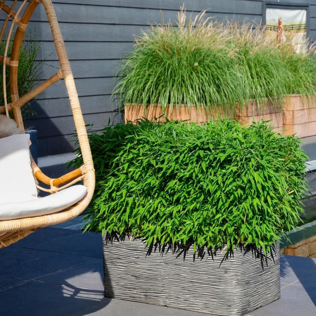 My perfect garden 1 x Fargesia moontears 'Boobux XL - Ø 29 cm - ↨ 70 cm (8721001421565)