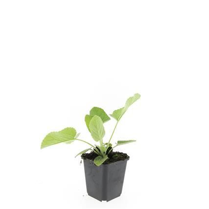 Garden basics 48x Phlomis russeliana - ↕10-25cm - Ø9cm (50524)