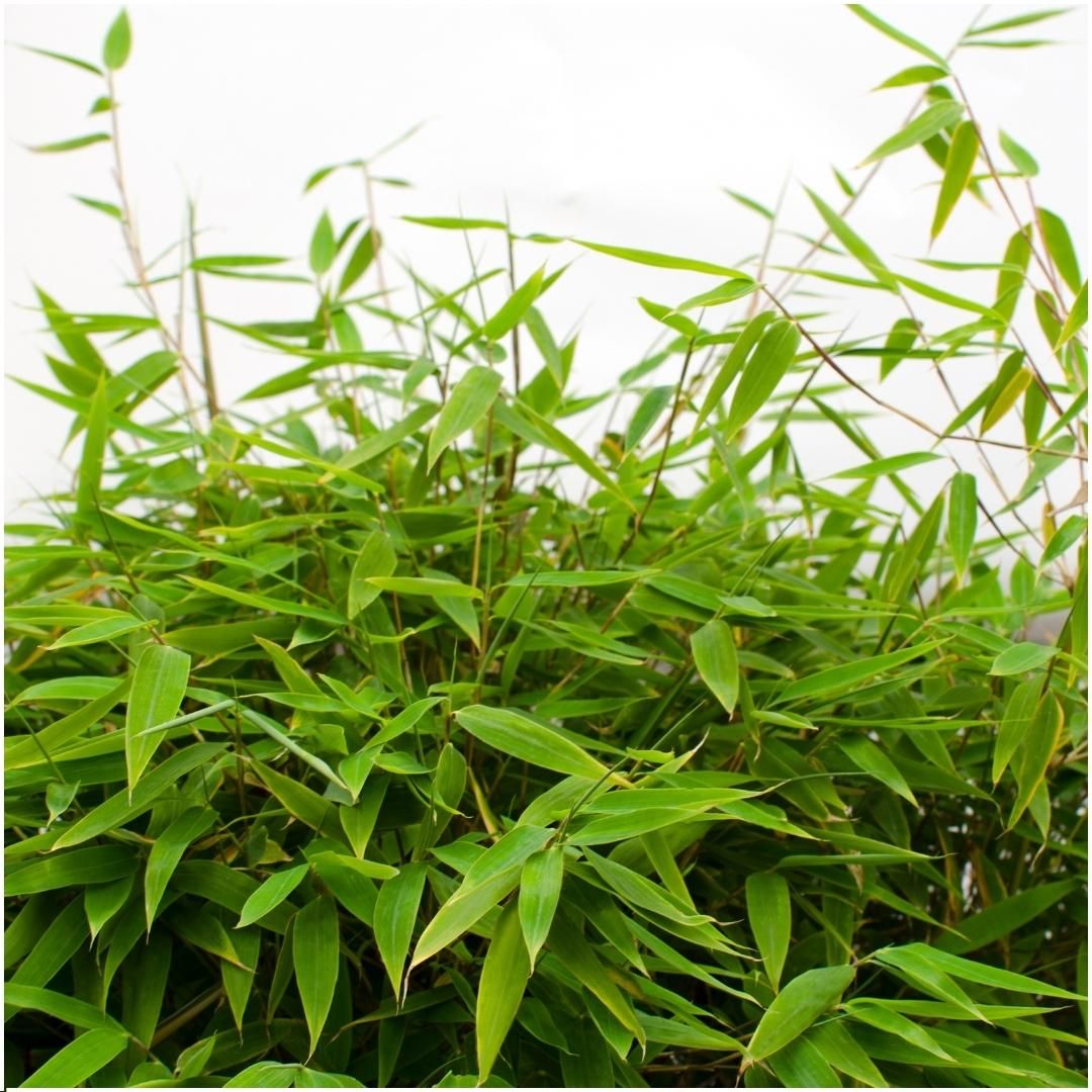 My perfect garden 1 x Fargesia moontears 'Boobux XL - Ø 29 cm - ↨ 70 cm (8721001421565)