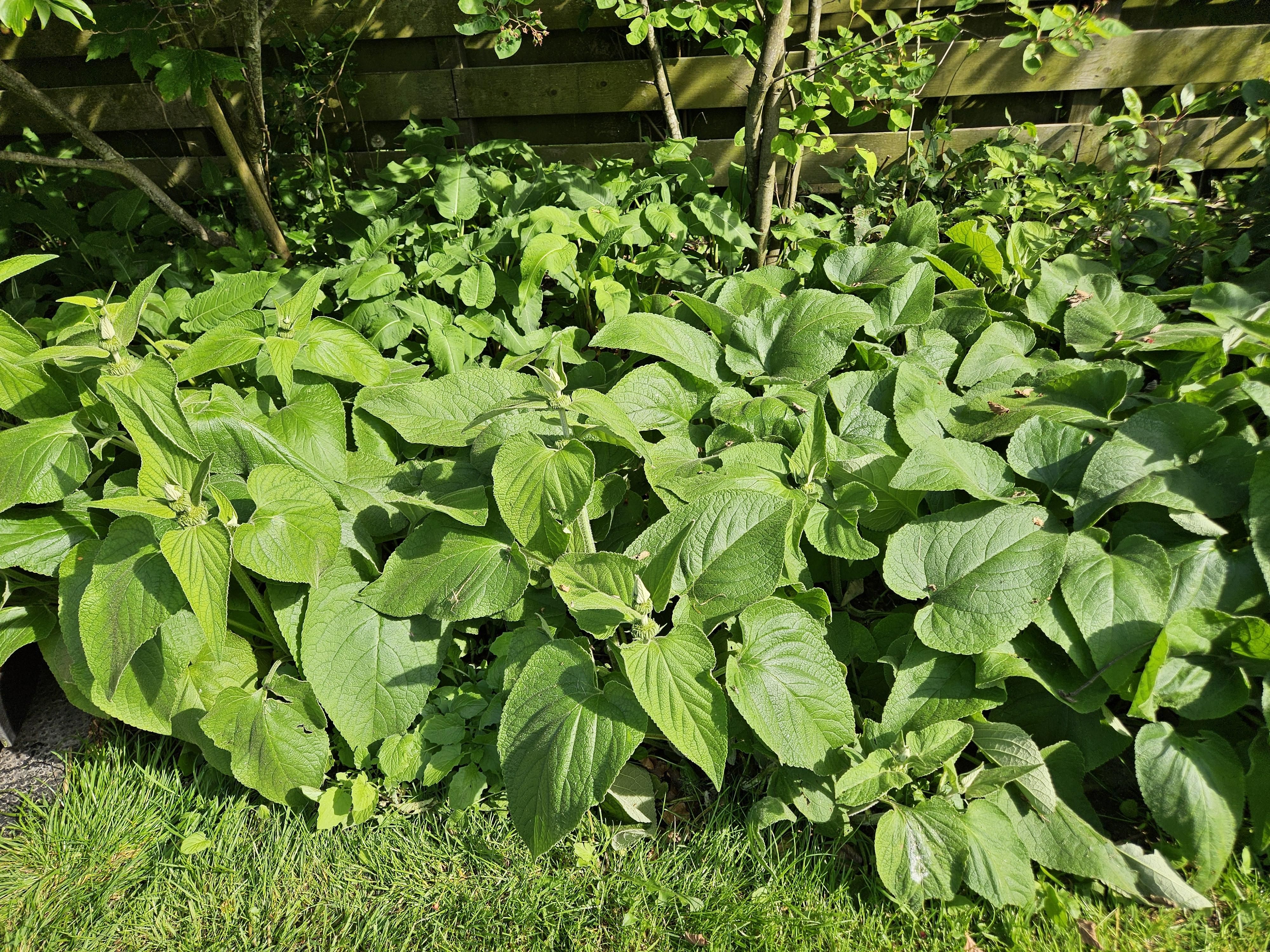 Garden basics 48x Phlomis russeliana - ↕10-25cm - Ø9cm (50524)