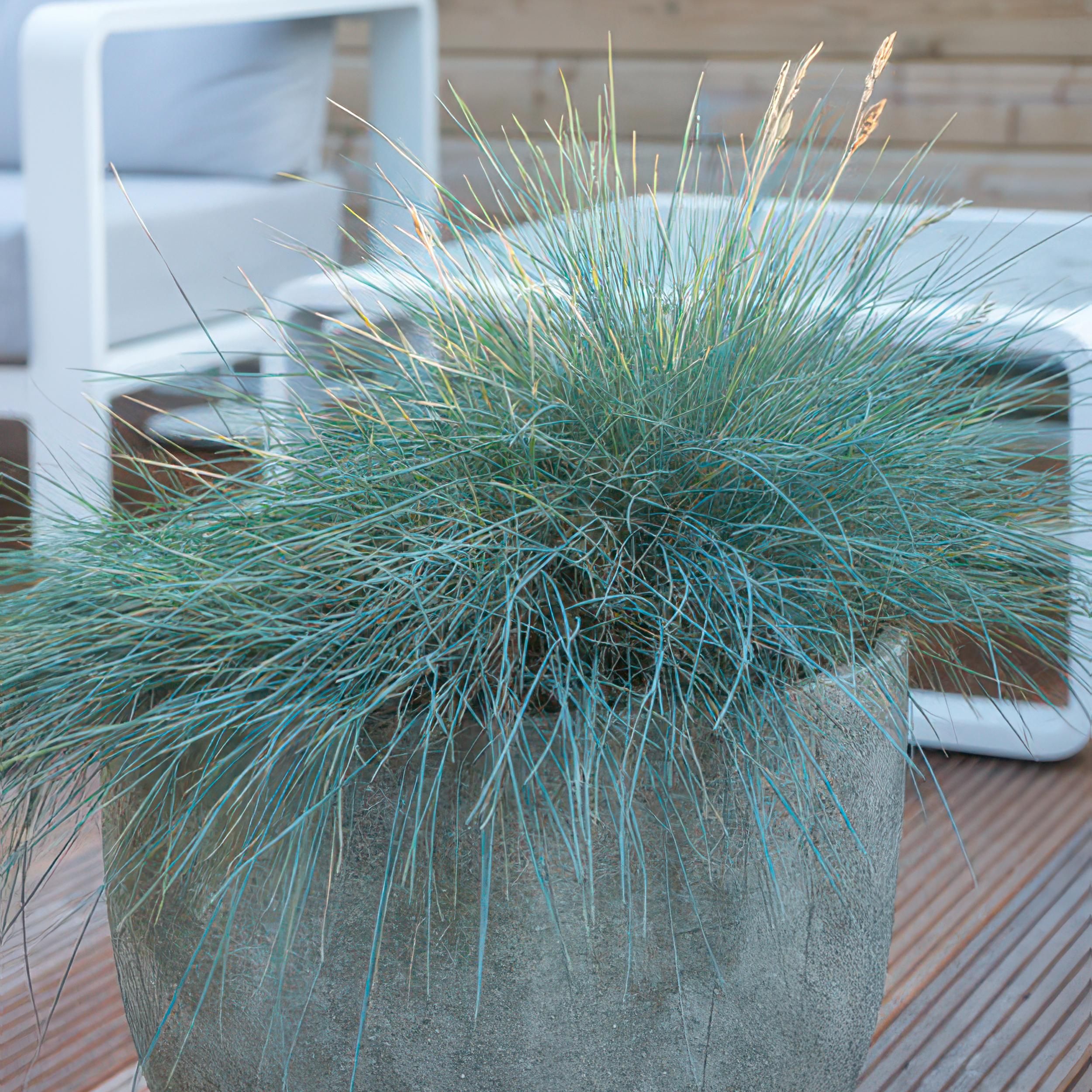 Garden basics 24x Festuca glauca 'Elijah Bleu' - ↕10-25cm - Ø9cm (50412)