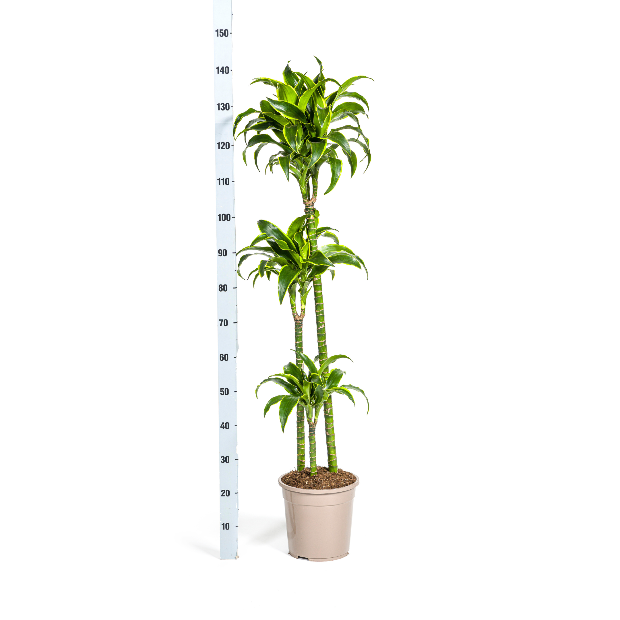Dracaena Deremensis Dorado met mand Ø24cm - ↕120 (48783)