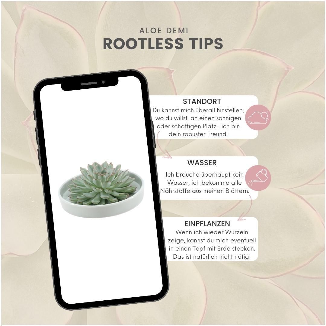 Rootless by aloe demi ROOTLESS Succulent Echeveria Pulidonis in schaal 'groen' Ø20 cm (8721001420100)