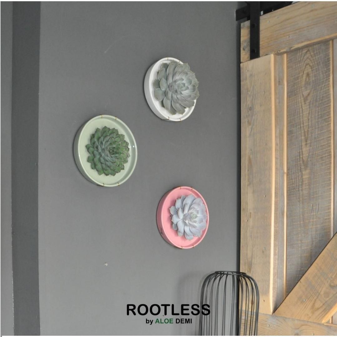 Rootless by aloe demi ROOTLESS Succulent Echeveria Pulidonis in schaal 'groen' Ø20 cm (8721001420100)