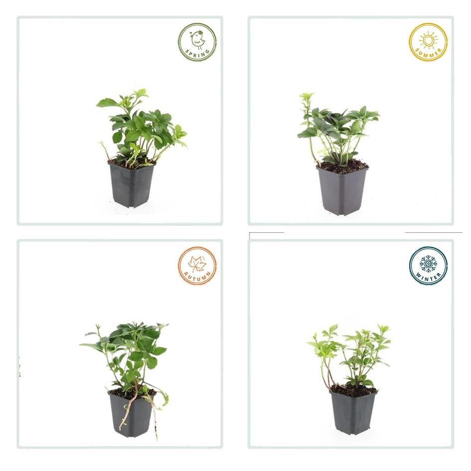 Garden basics 48x Pachysandra terminalis - ↕10-25cm - Ø9cm (50337)