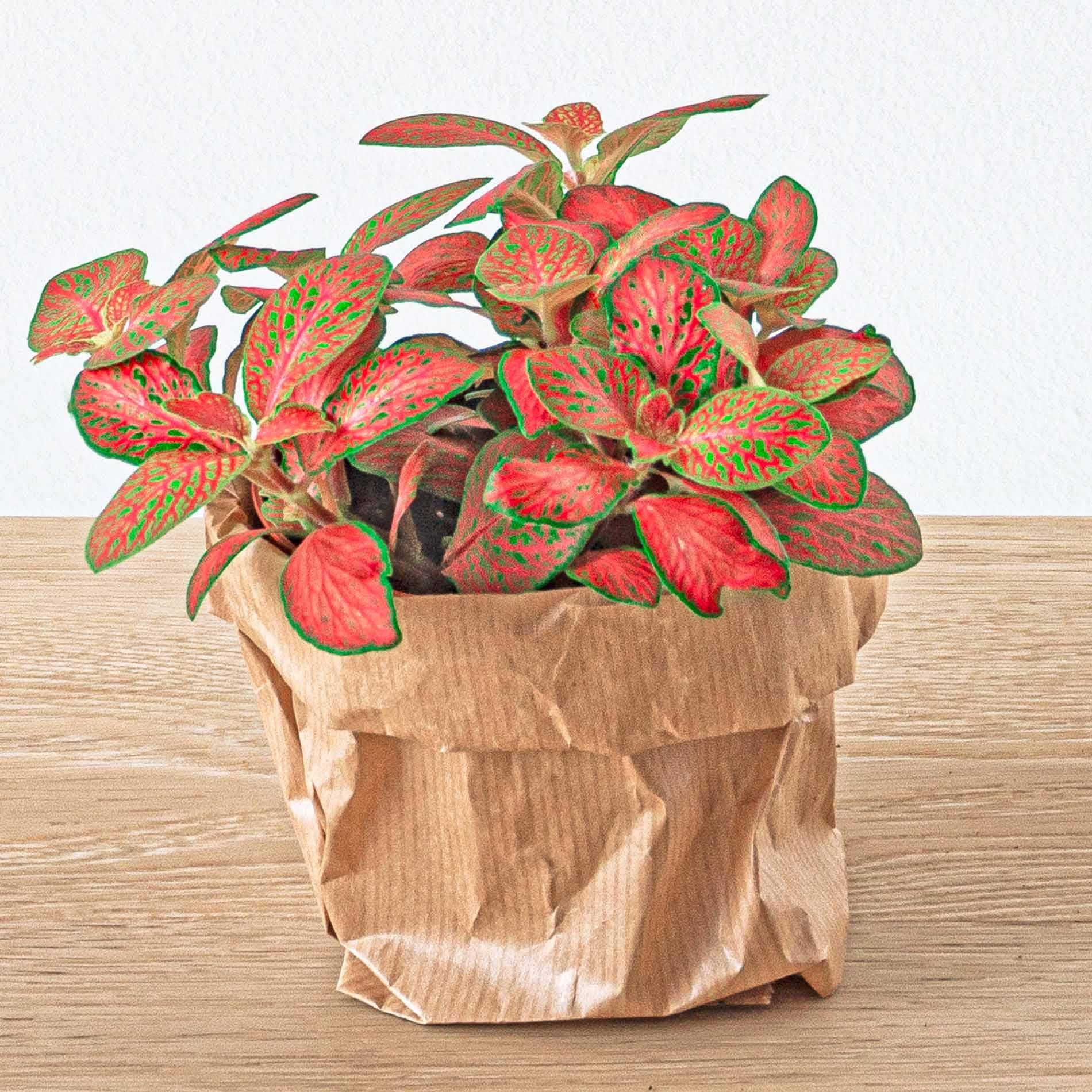 Fittonia Oranje - Roze - Ruby Lime - Mozaiekplantje - Potmaat 8 (8720872020808)