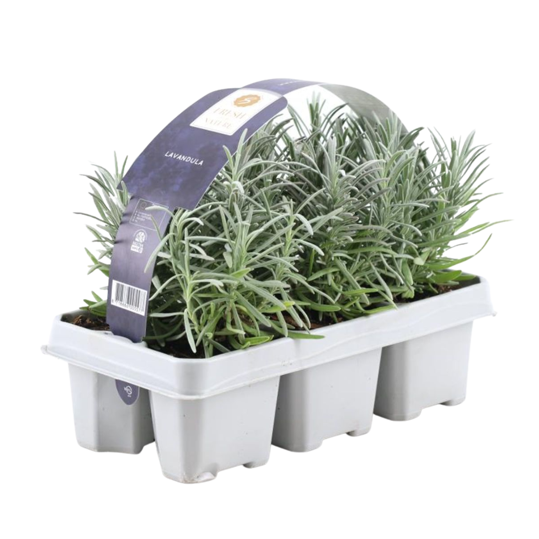 Premium basics 1x 6 pack Lavendel angustifolia - 6 x Ø7 cm (48067)